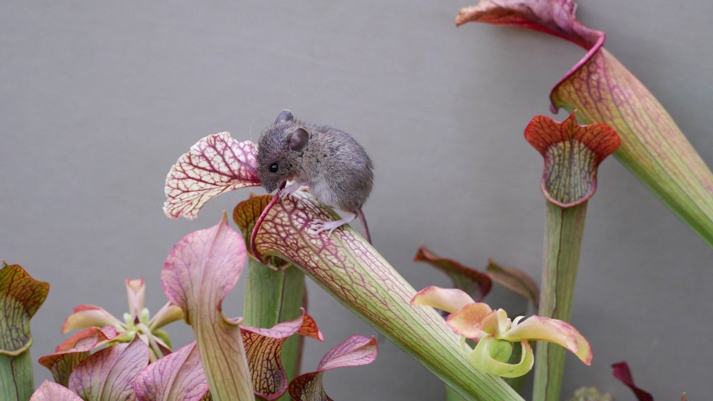 mouse on carnivorous plants