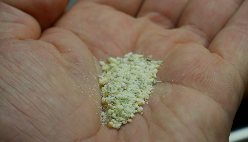 das grob gemahlene Mehl Dicker Bohnen auf einem Handteller