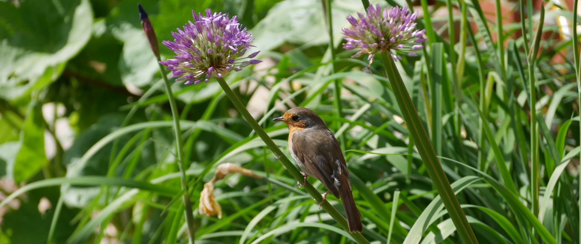 Rotkelchen Alliumblüten