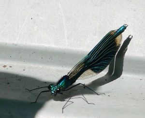 gebänderte Prachtlibelle