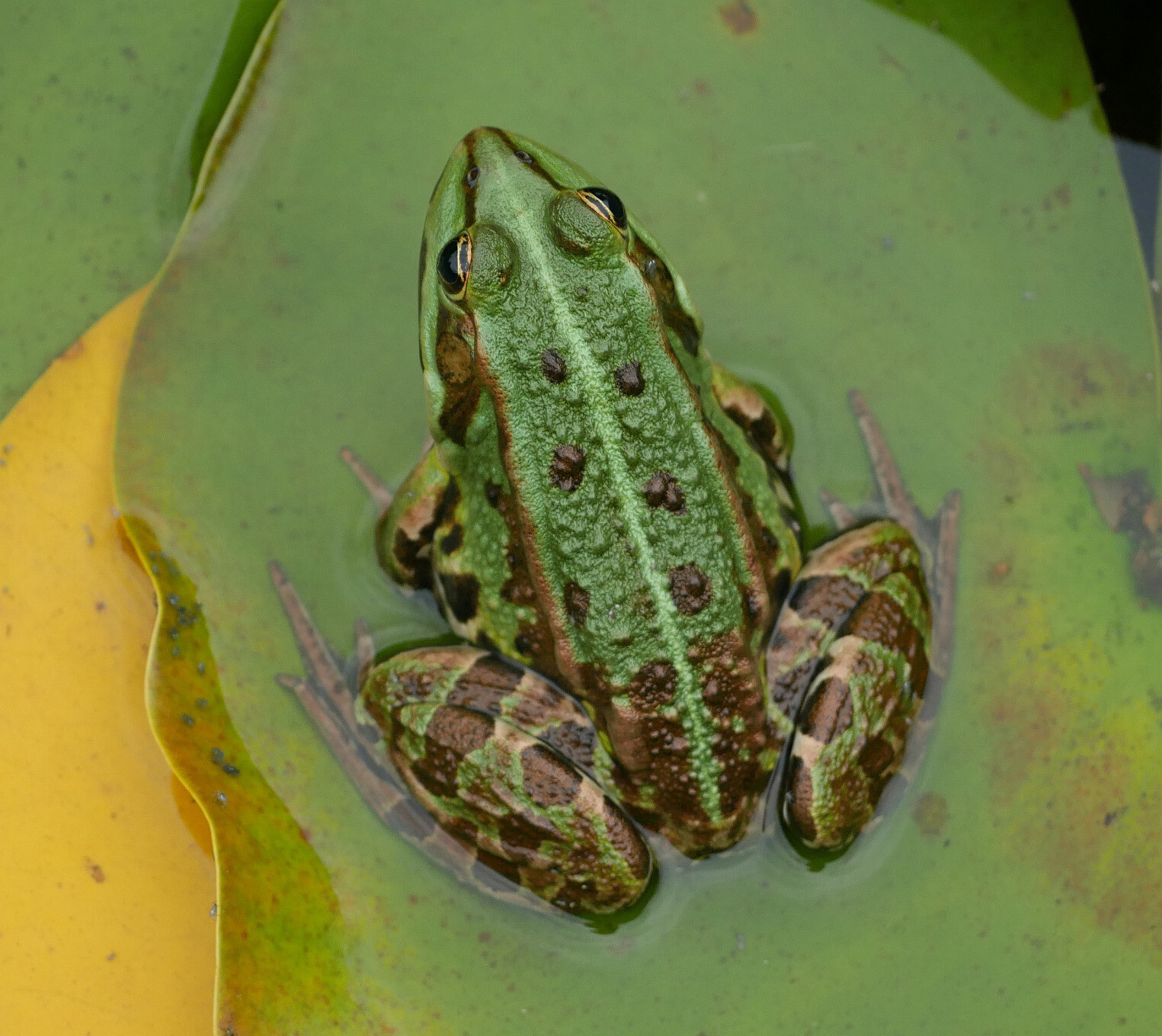 green frog on leaf of water lily 