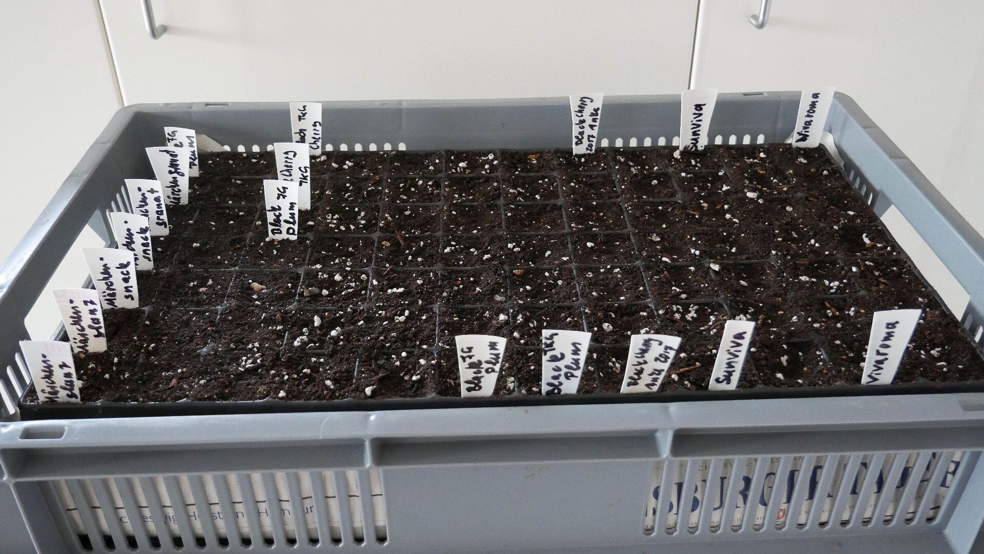 module seed tray in a box with labels showing names of tomato varieties