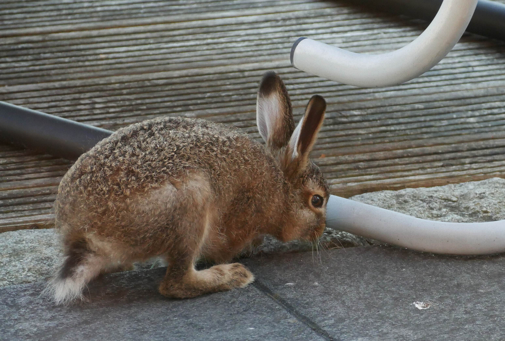 young hare sniffing on garden furniture