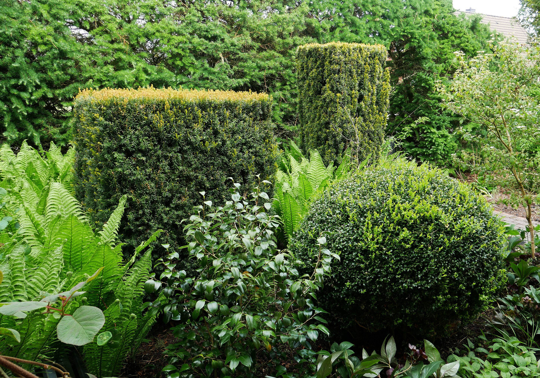 frontgarden with ferns, hellebores, lonicera, kiwi, virburnum, hostas, box, heuchera, yew and larch