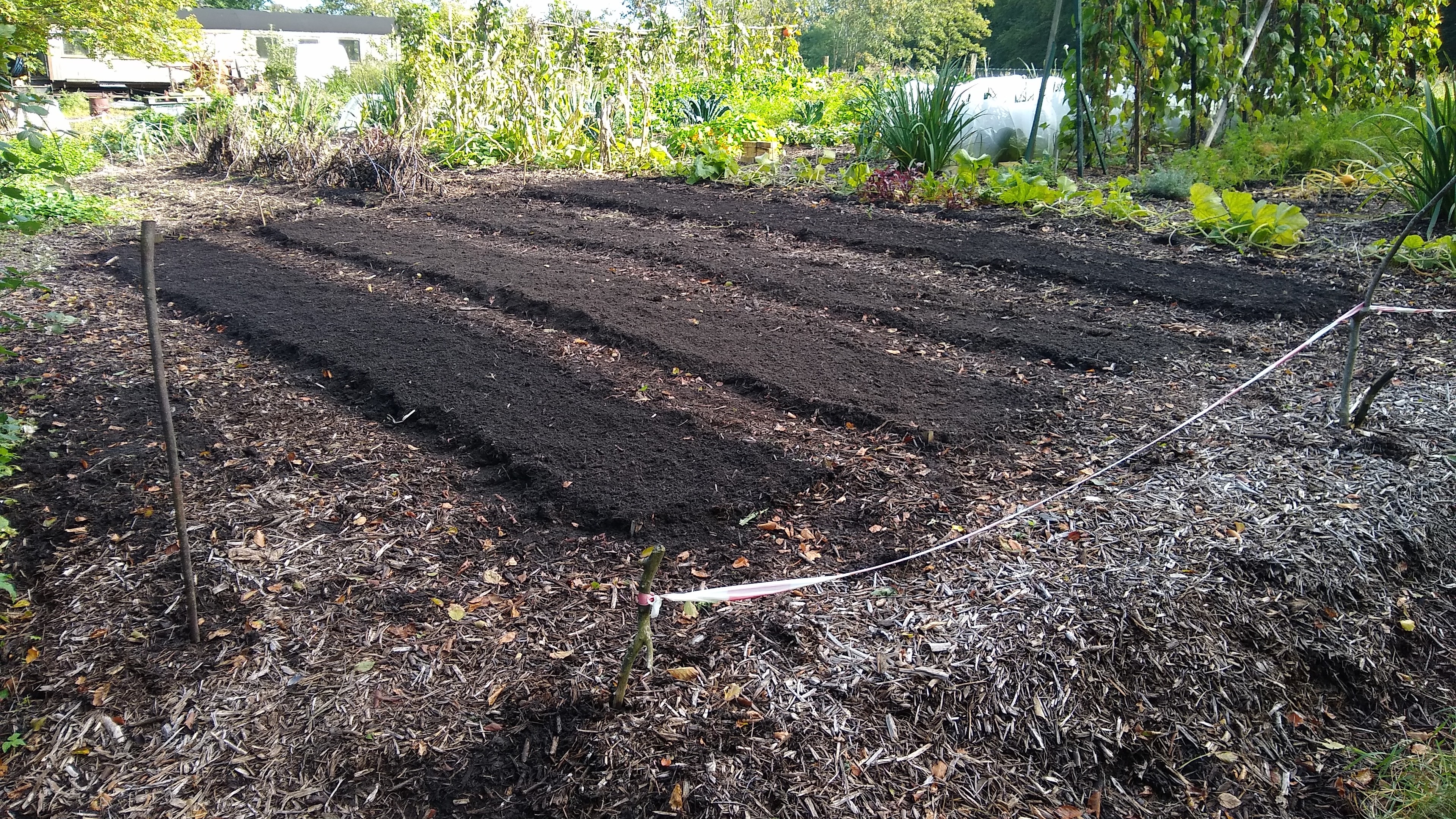 4 veg garden beds with dark soil and woodchip paths between them. a market garden with green plants in the background