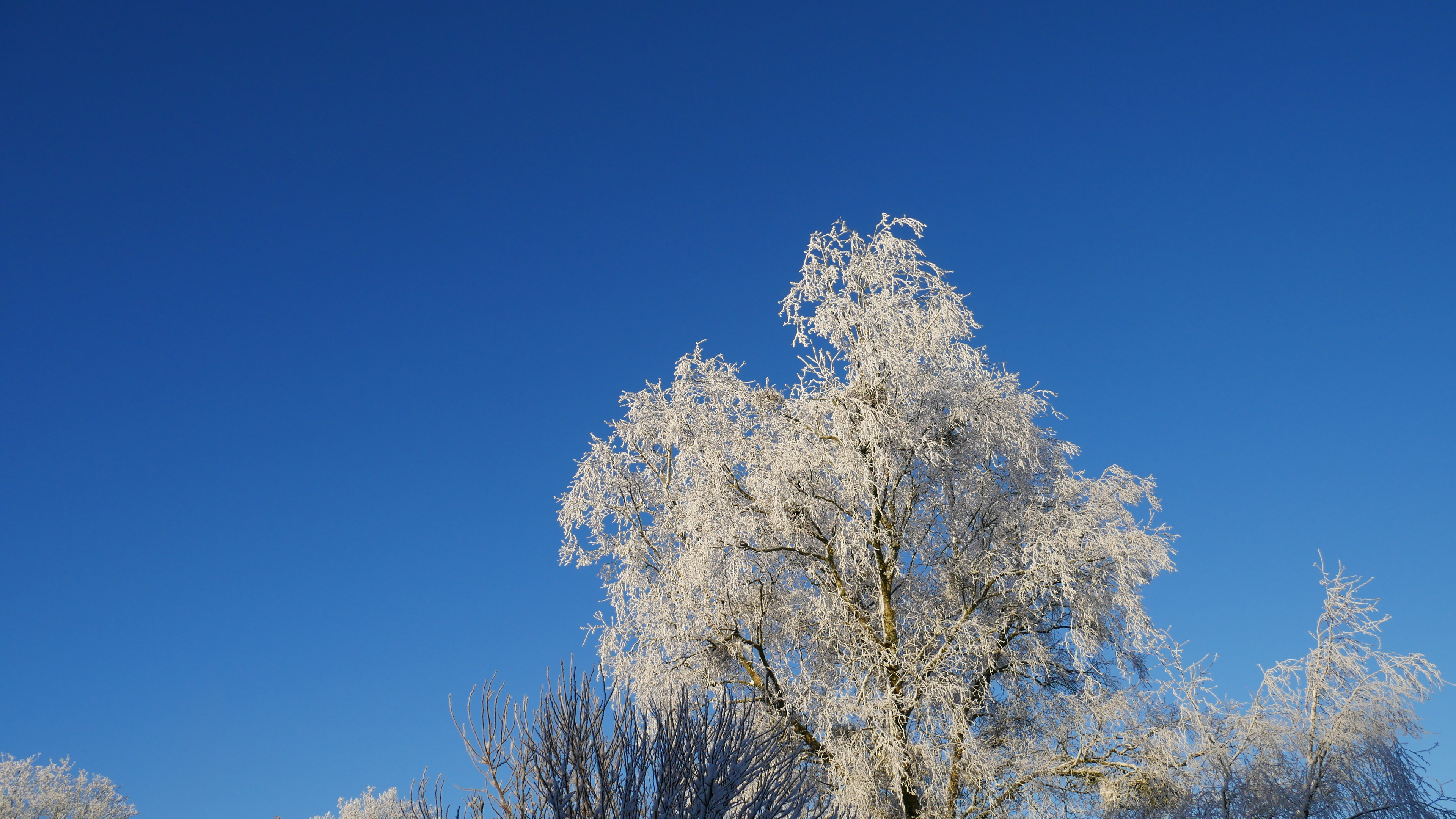 radiant blue sky with a birch tree covered in snow in foreground