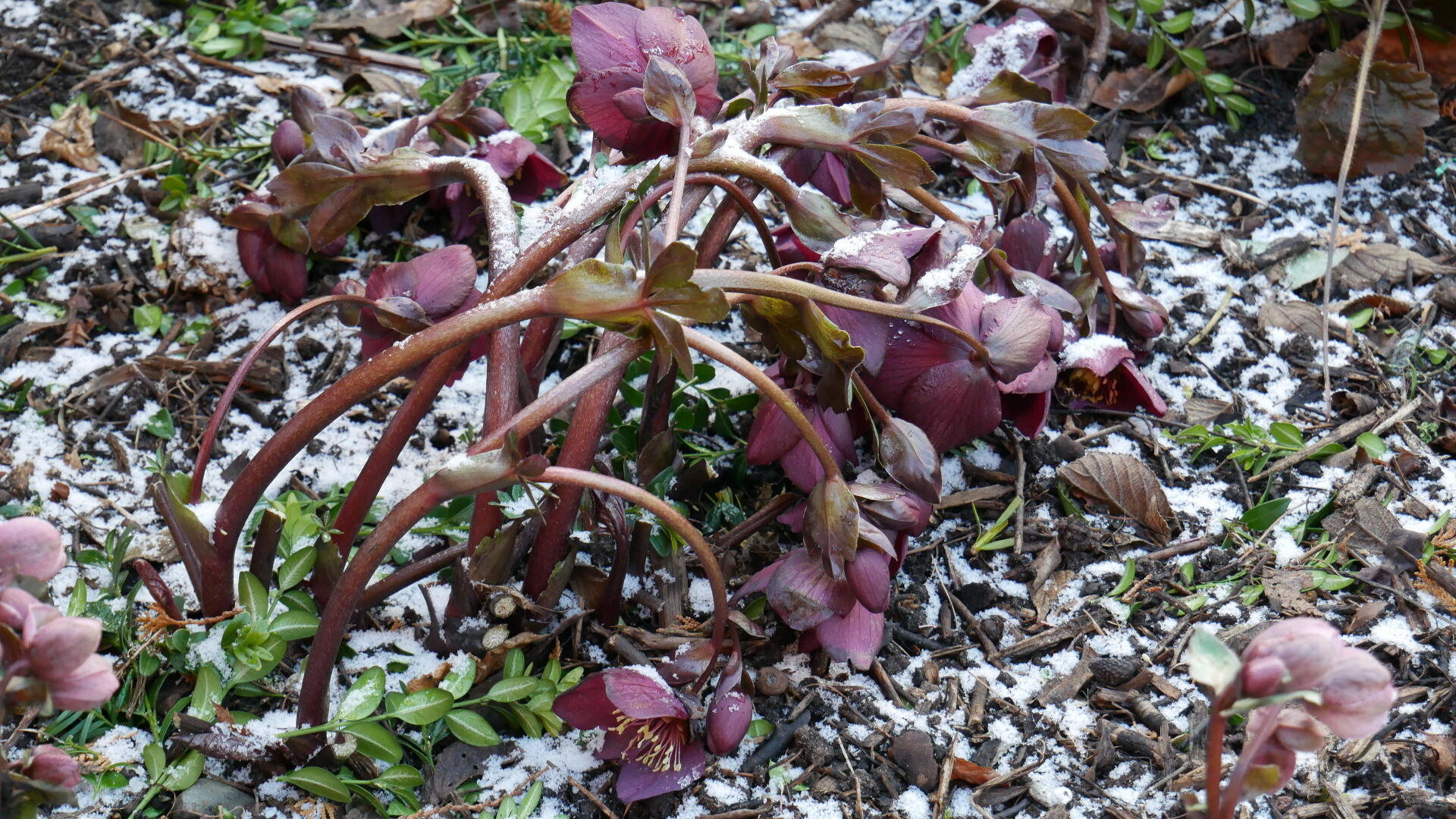 hellebores bent to the ground in cold weather with some snow