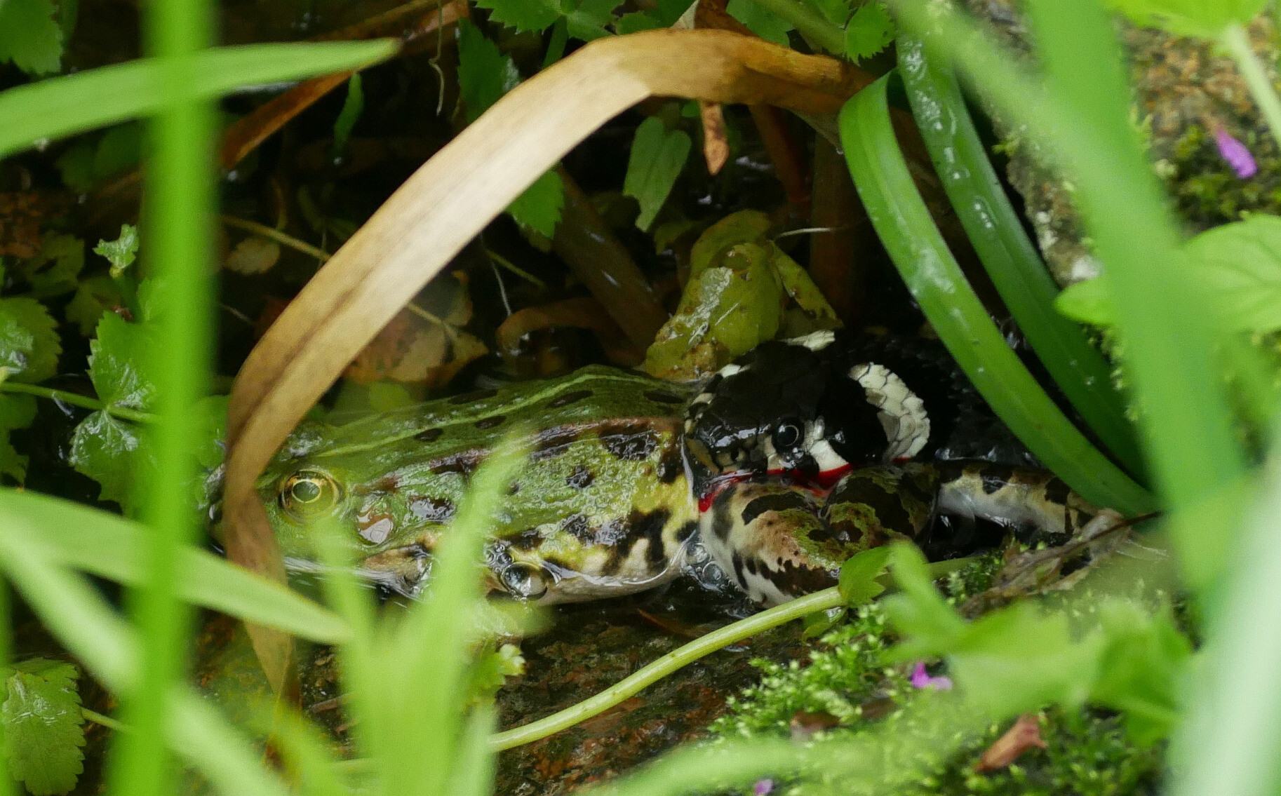 grass snake predating green frog 
