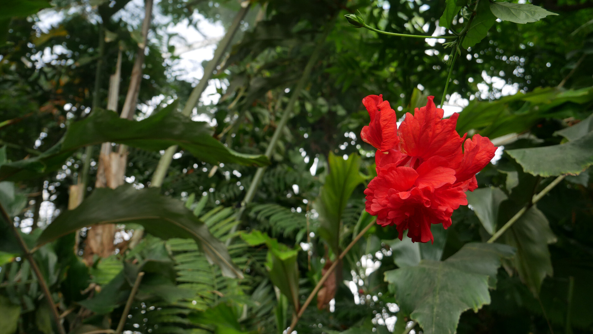 a red flower with a backdrop of tropical plants in a greenhouse