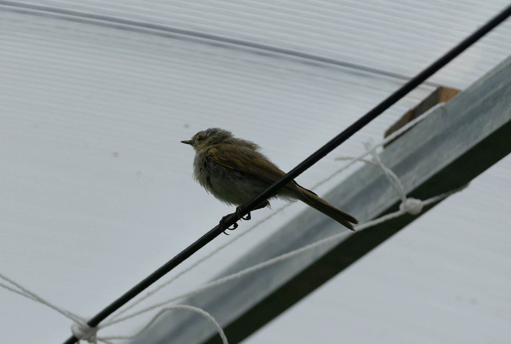 juvenile bird hunting in greenhouse