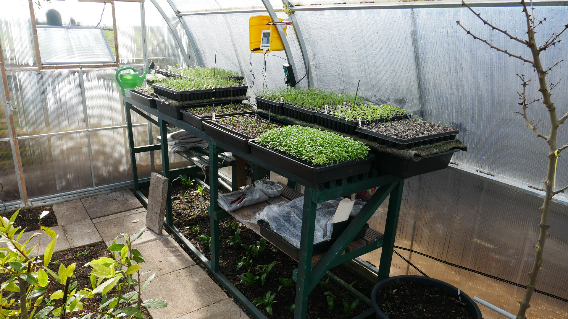 seed trays for propagation of seedlings on a workbench in a greenhouse; fresh wild garlic in bed under the workbench