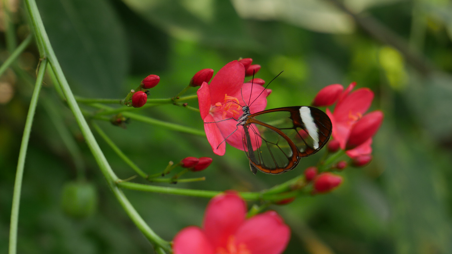 a tropical glasswing butterfly on a red flower