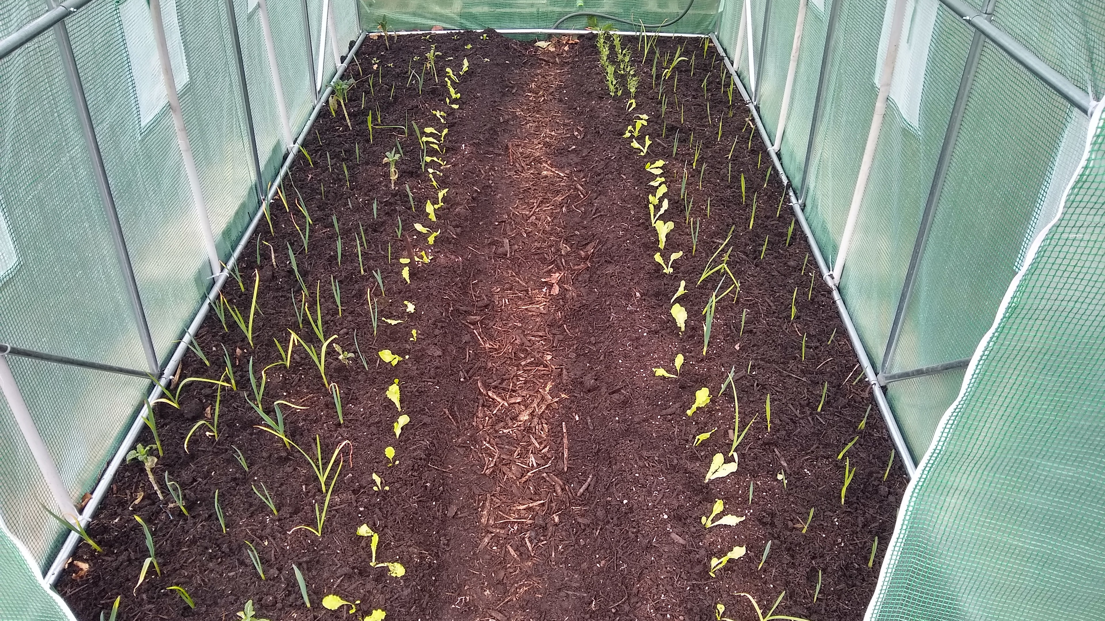 rows of freshly planted veg on two beds in a polytunnel