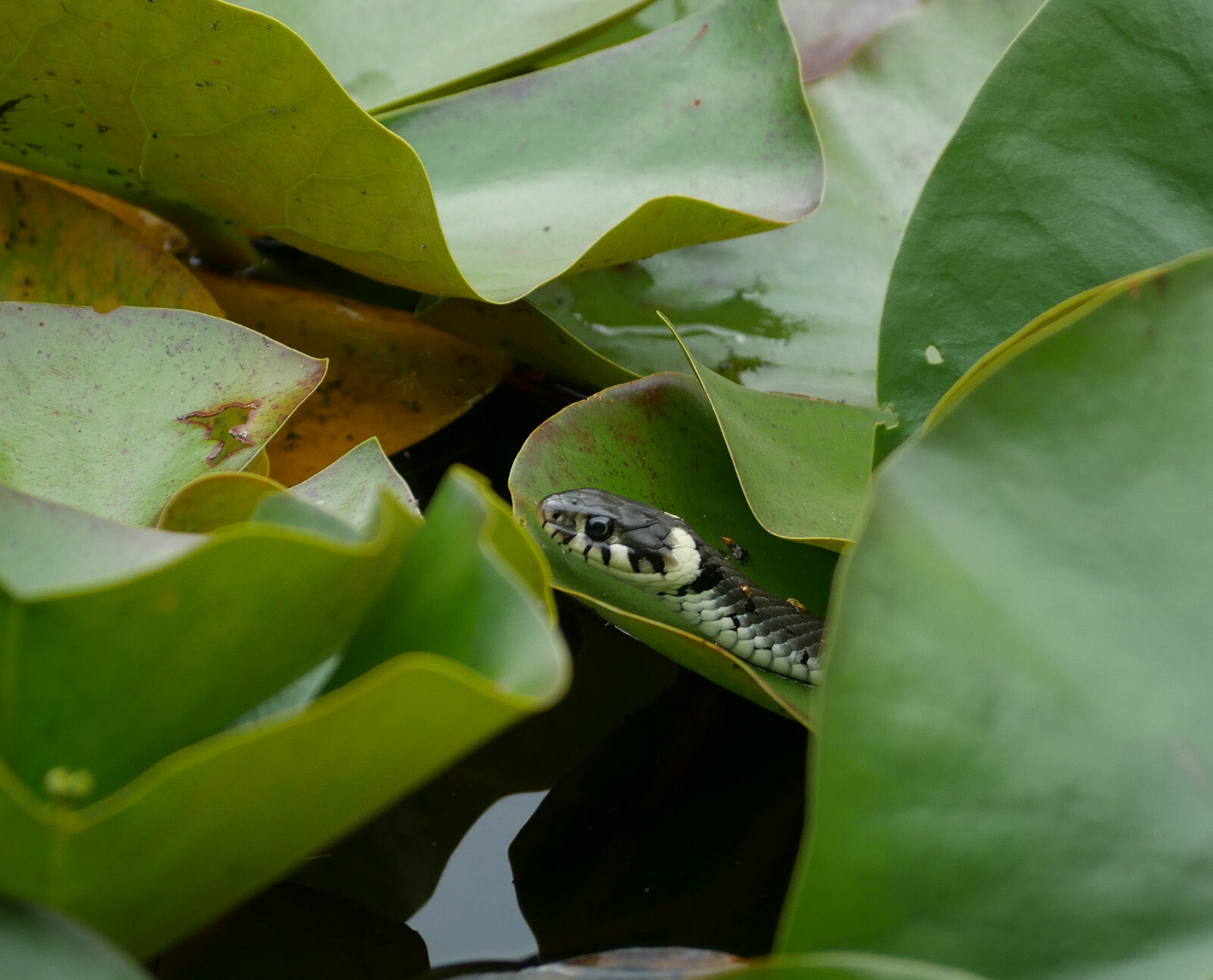 grass snake among leaves of water lily  
