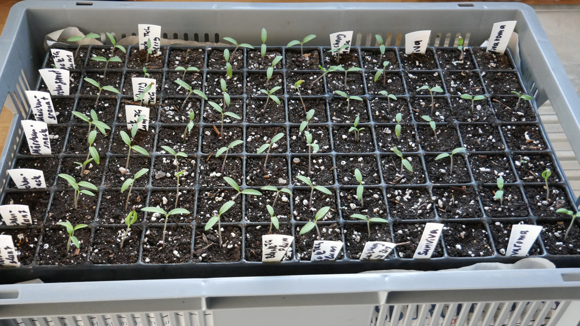 seed tray with tomato seedlings in modules