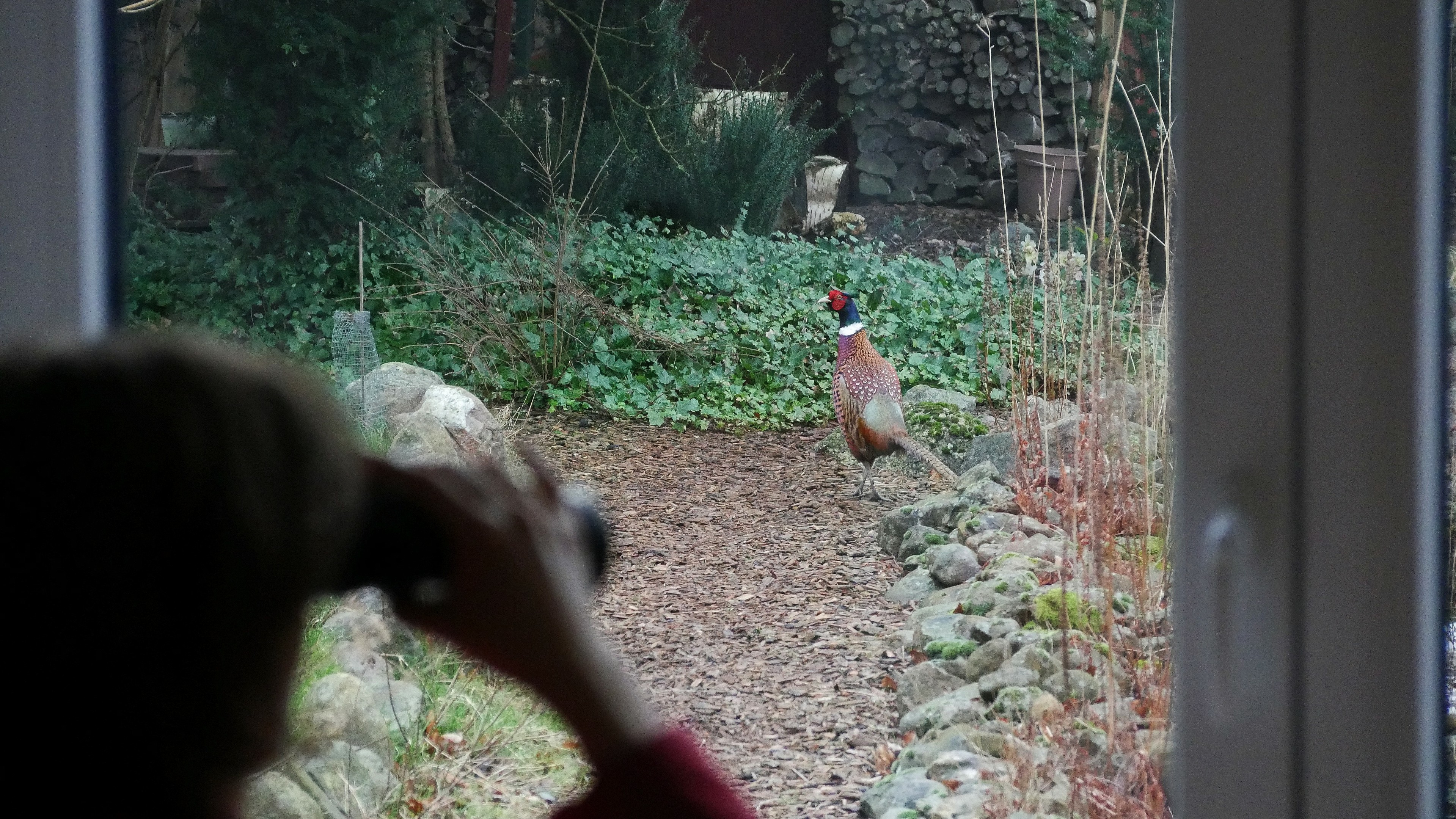 look out of a window onto a male pheasant on a path made of woodchip. Blured brunette figure looking at the pheasant with binoculars.