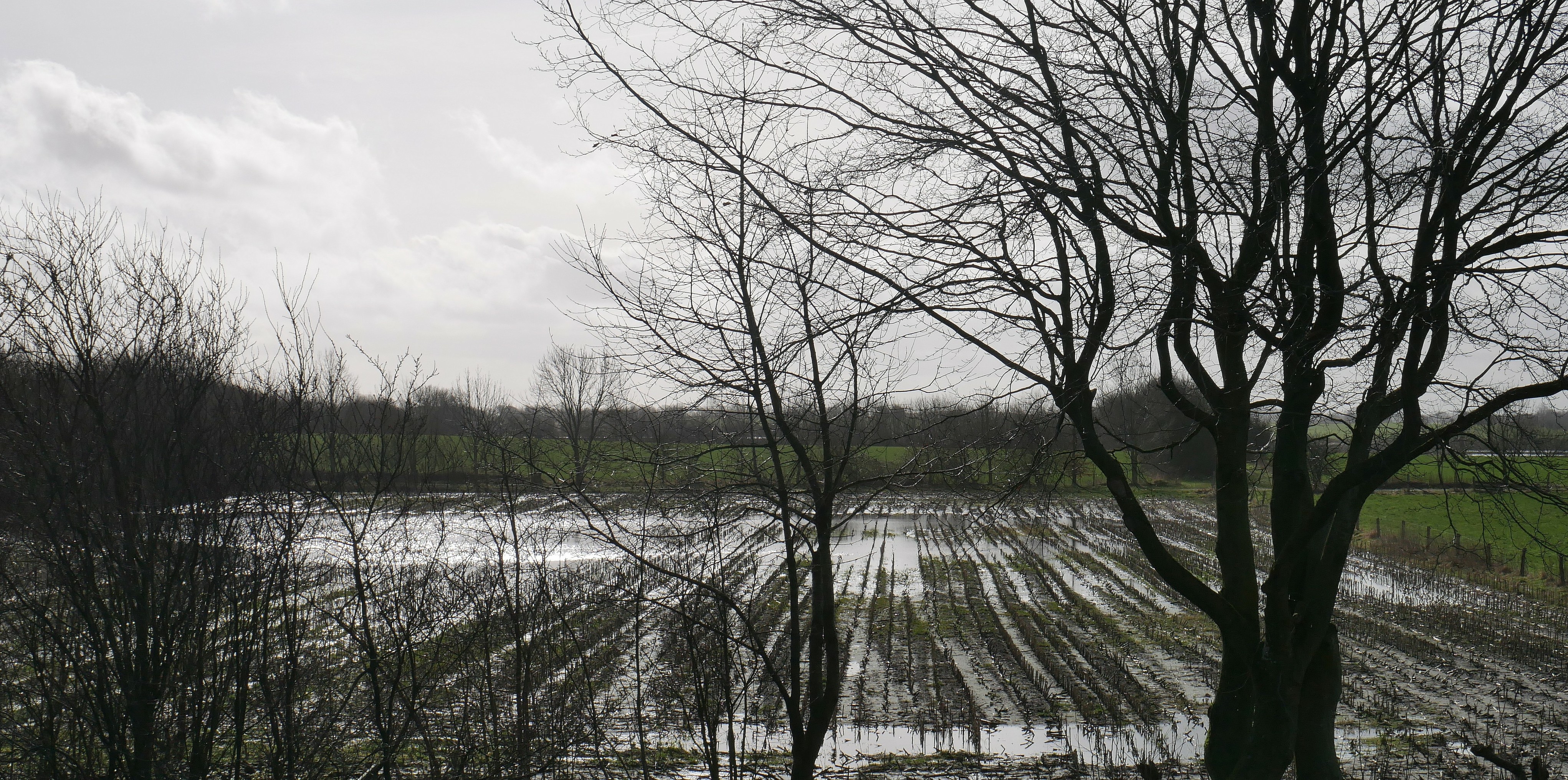 a field with stubs of maize mostly flooded