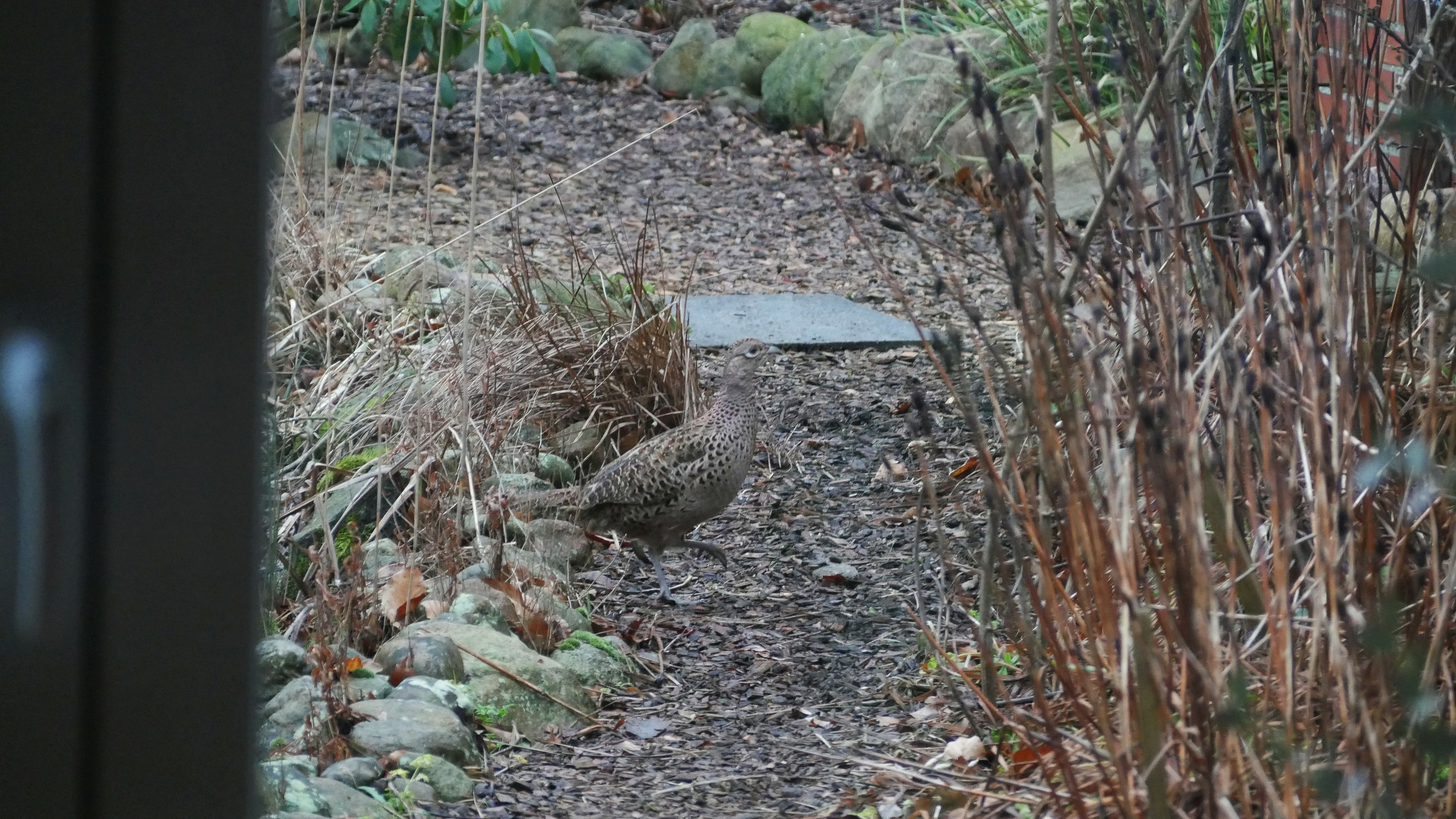 look out of window onto a female pheasant on a path made of woodchip