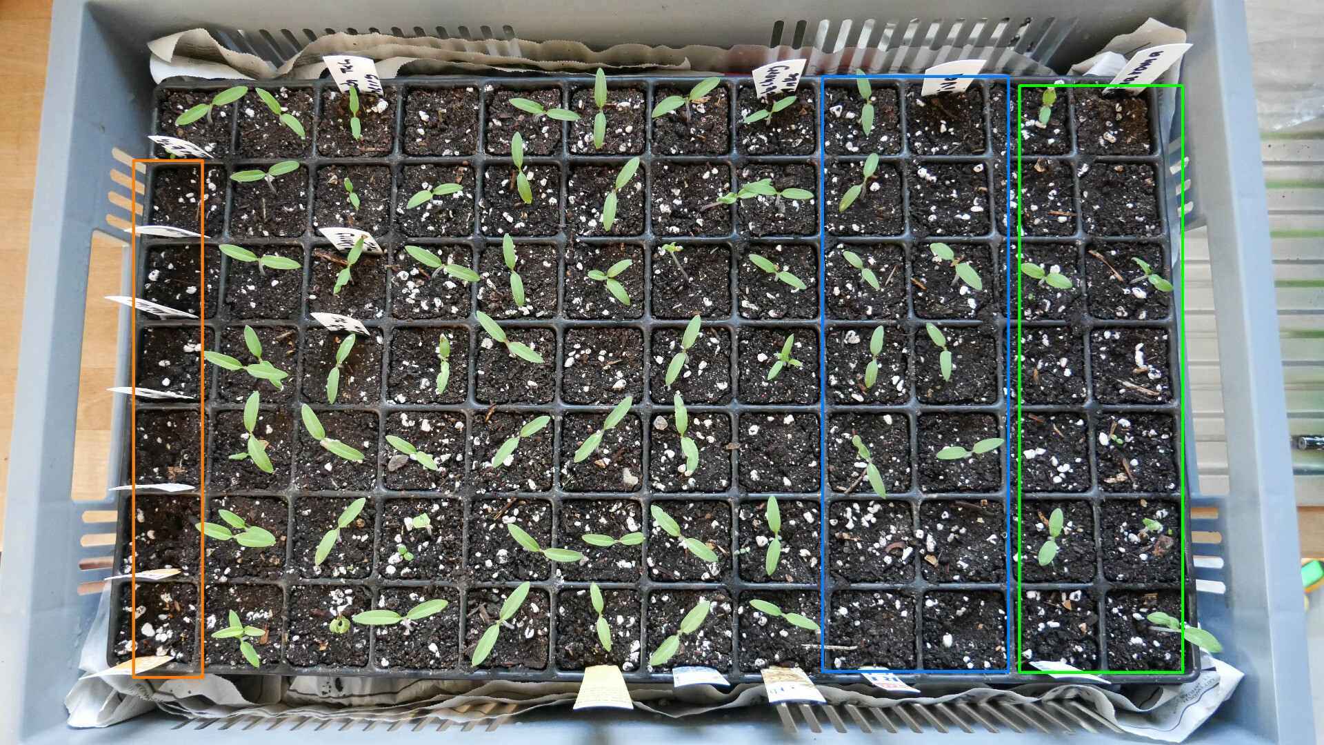 seed tray with tomato seedlings in modules
