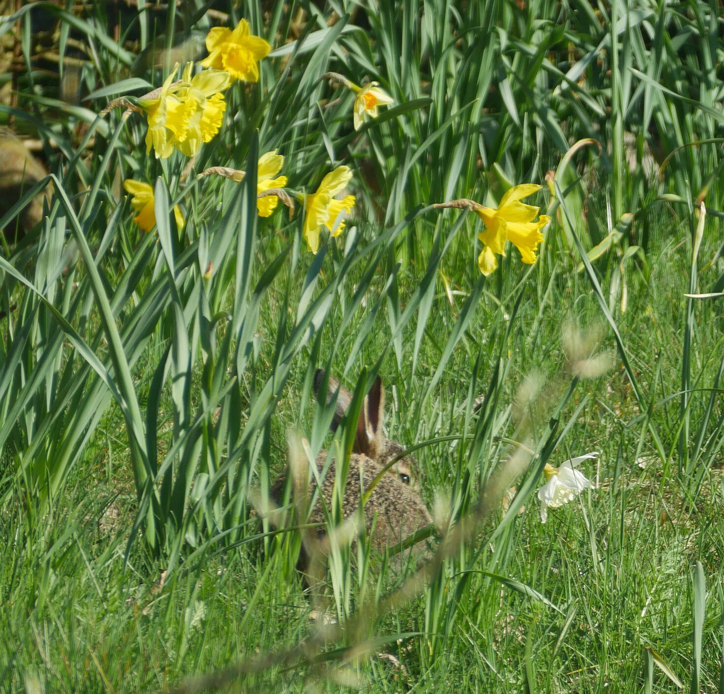 young hare in a meadow