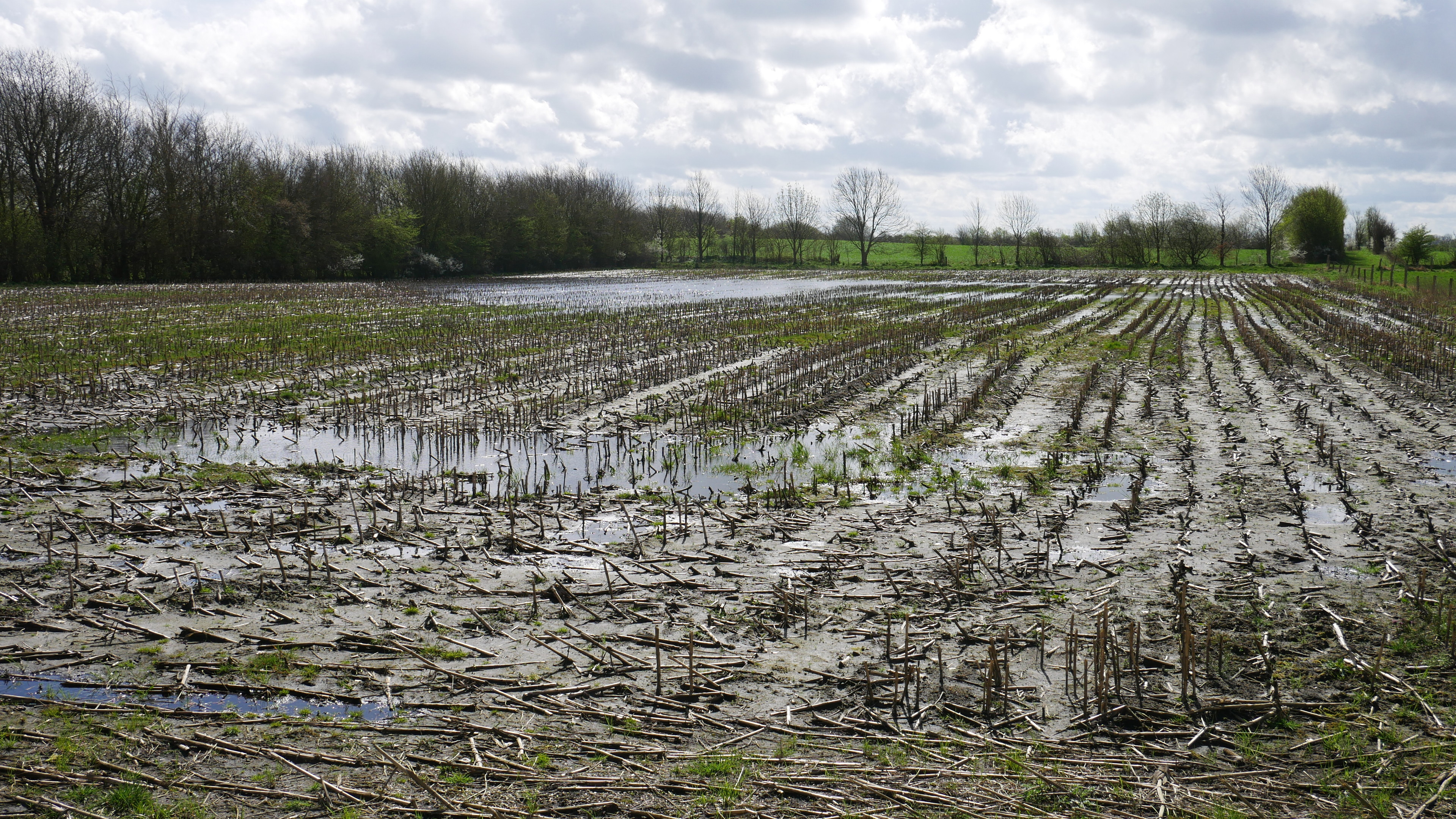 a field with stubs of maize mostly flooded and muddy
