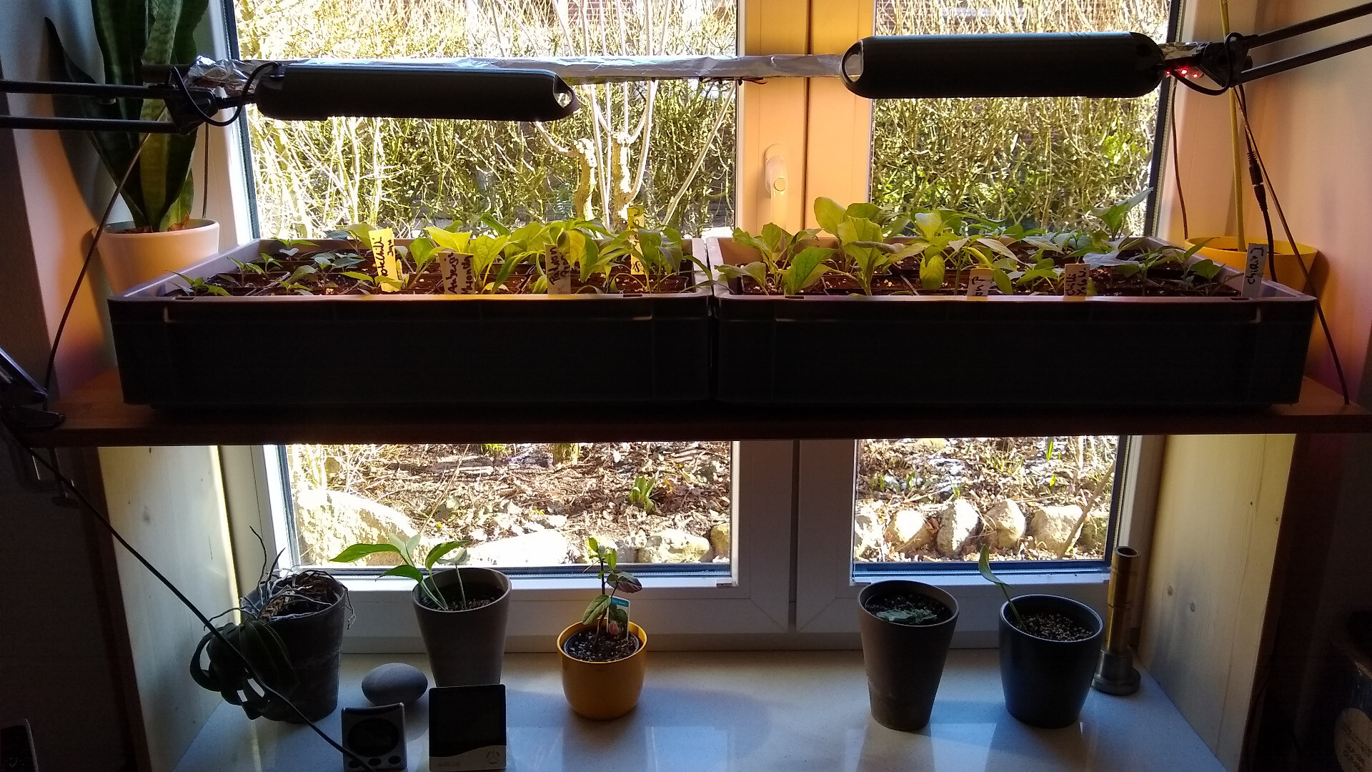 makeshift propagation shelf with self-watering euroboxes and plants