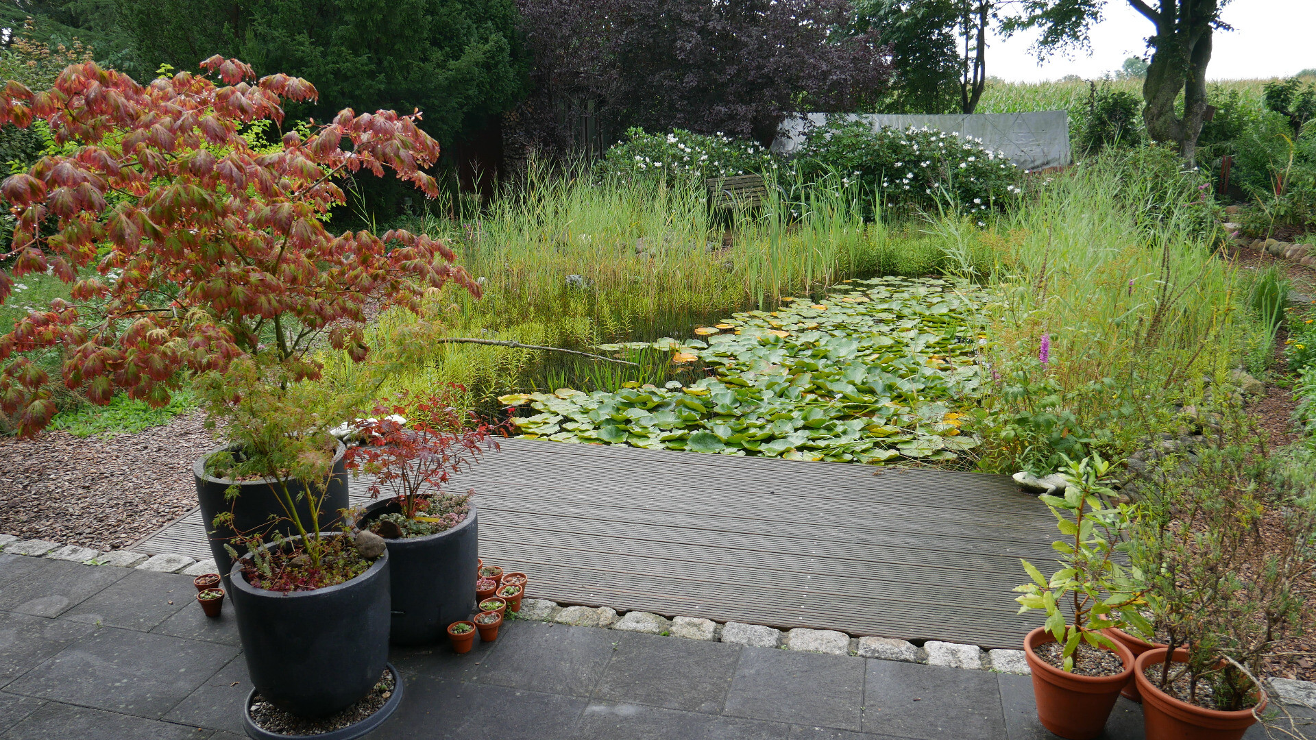 a pond with water lilies and a hedge with white flowers in the background, some red leafed acer in front