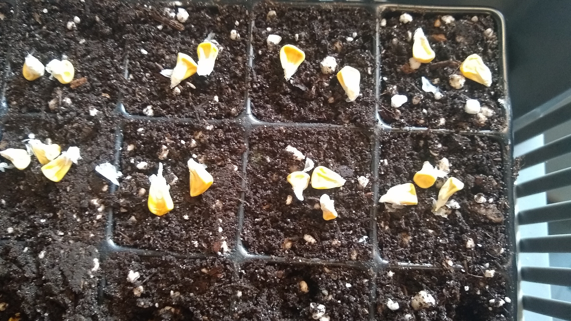 seed of sweetcorn on compost in cells of a module tray