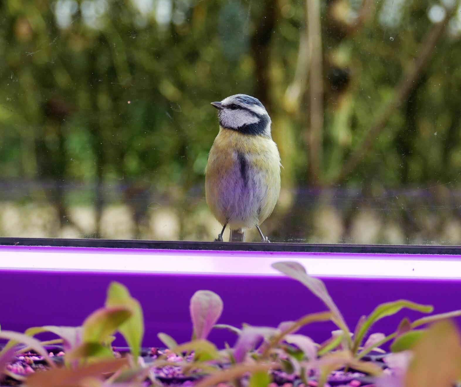 blue tit behind a window pane with plants under grow lights in front