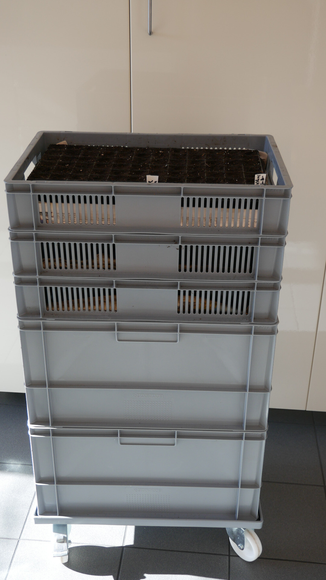 stack of euroboxes with seed trays for propagation of seedlings