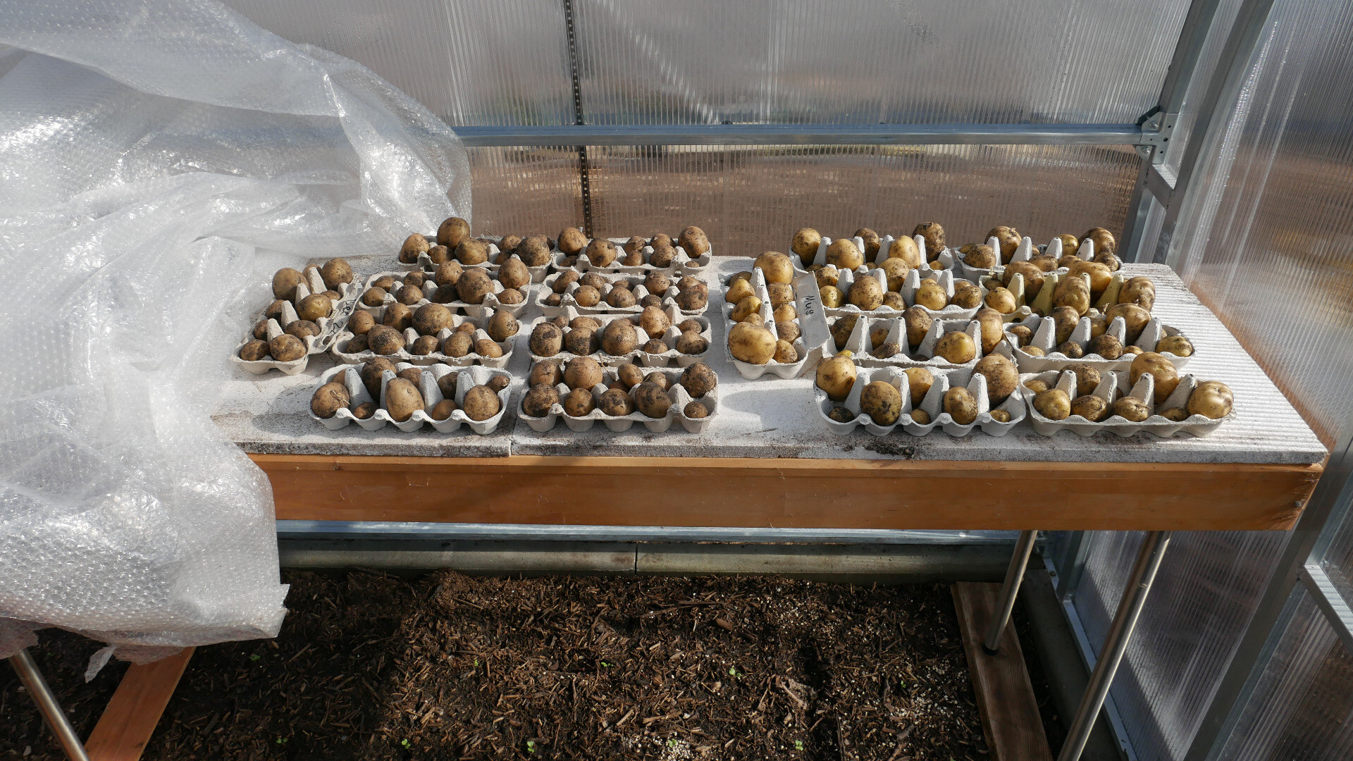 chitting potatoes on a wooden bench