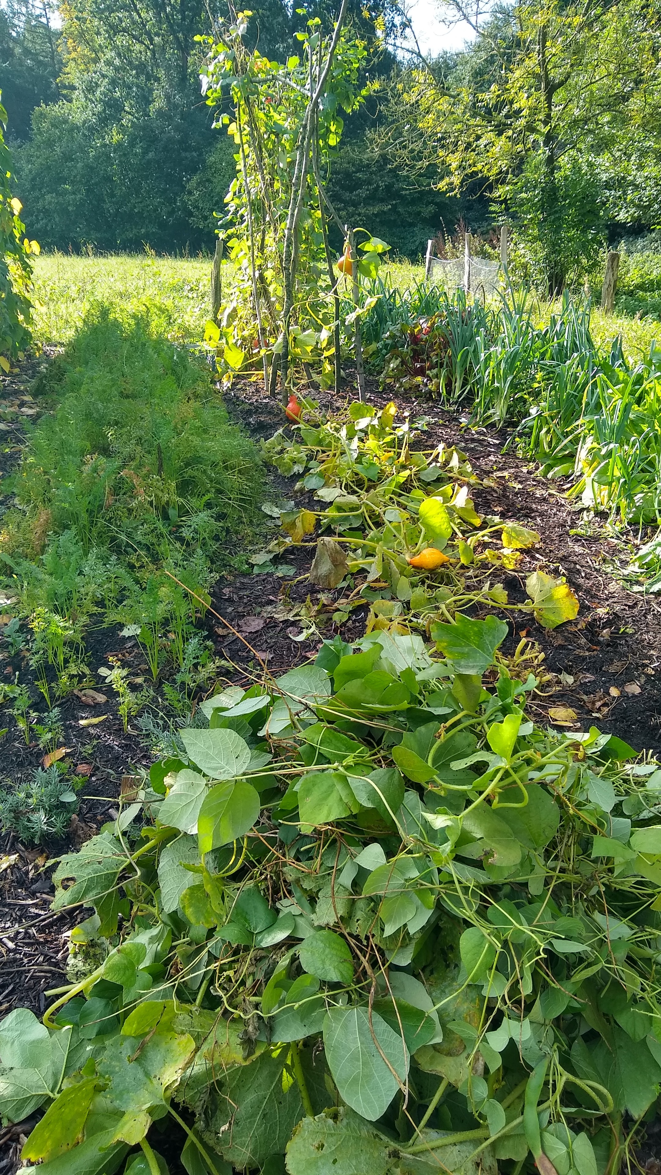 a heap of foliage from runner beans in the foreground. In the background, a partly cleared bed with some tripods left and some pumpkin plants on the ground