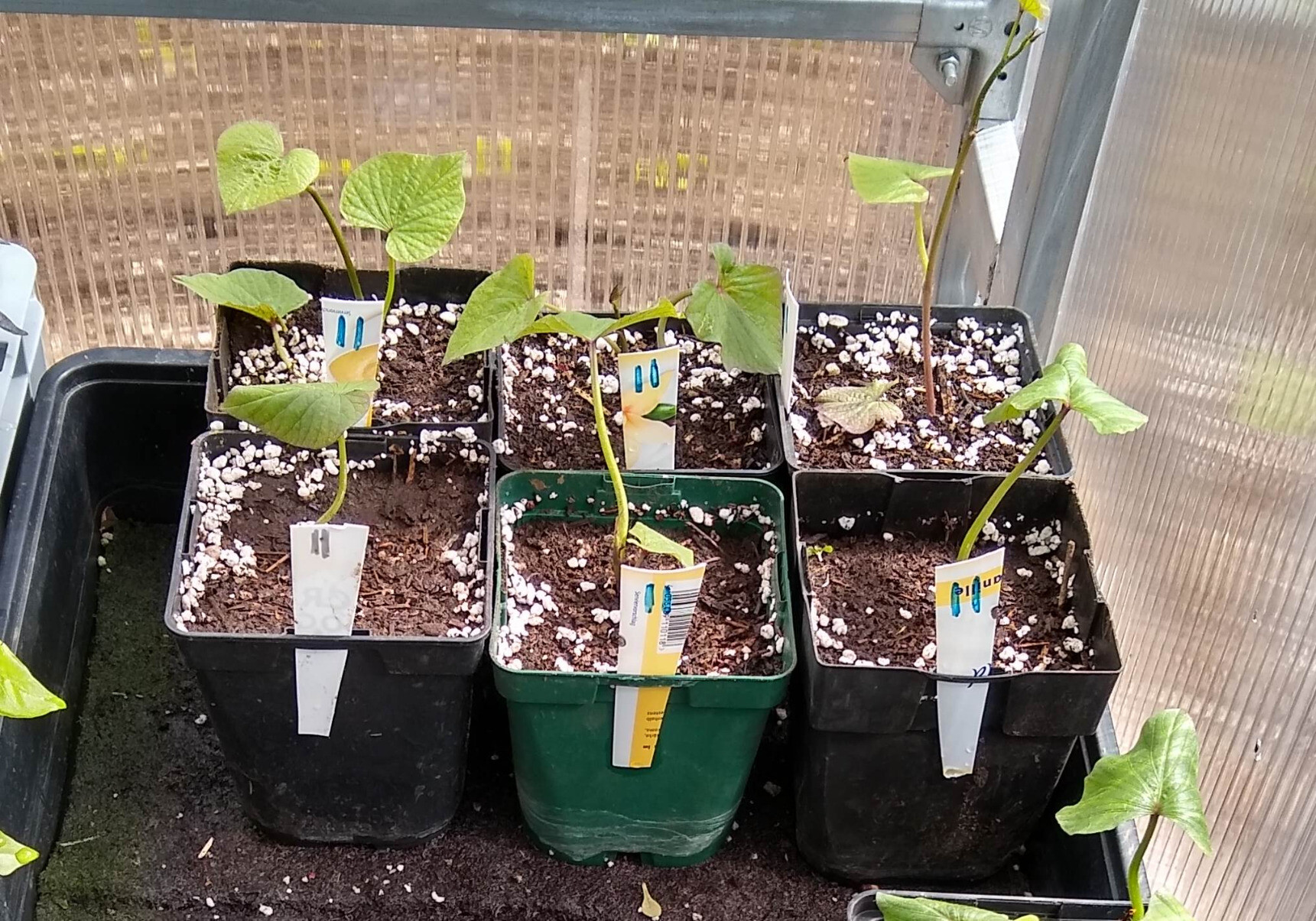 young sweet potato plants