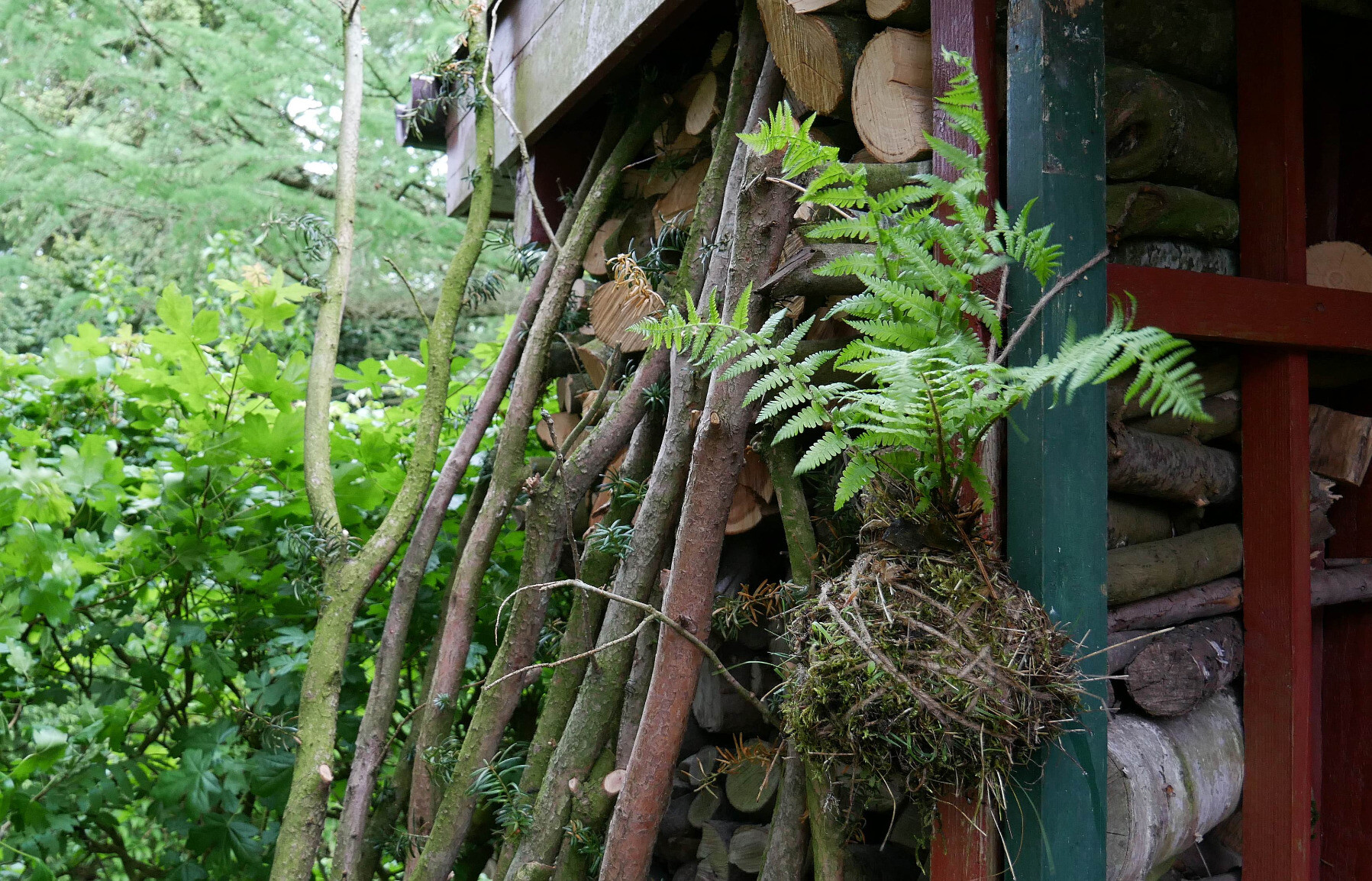 a fern kokedama hanging in front of some firewood and a hedge