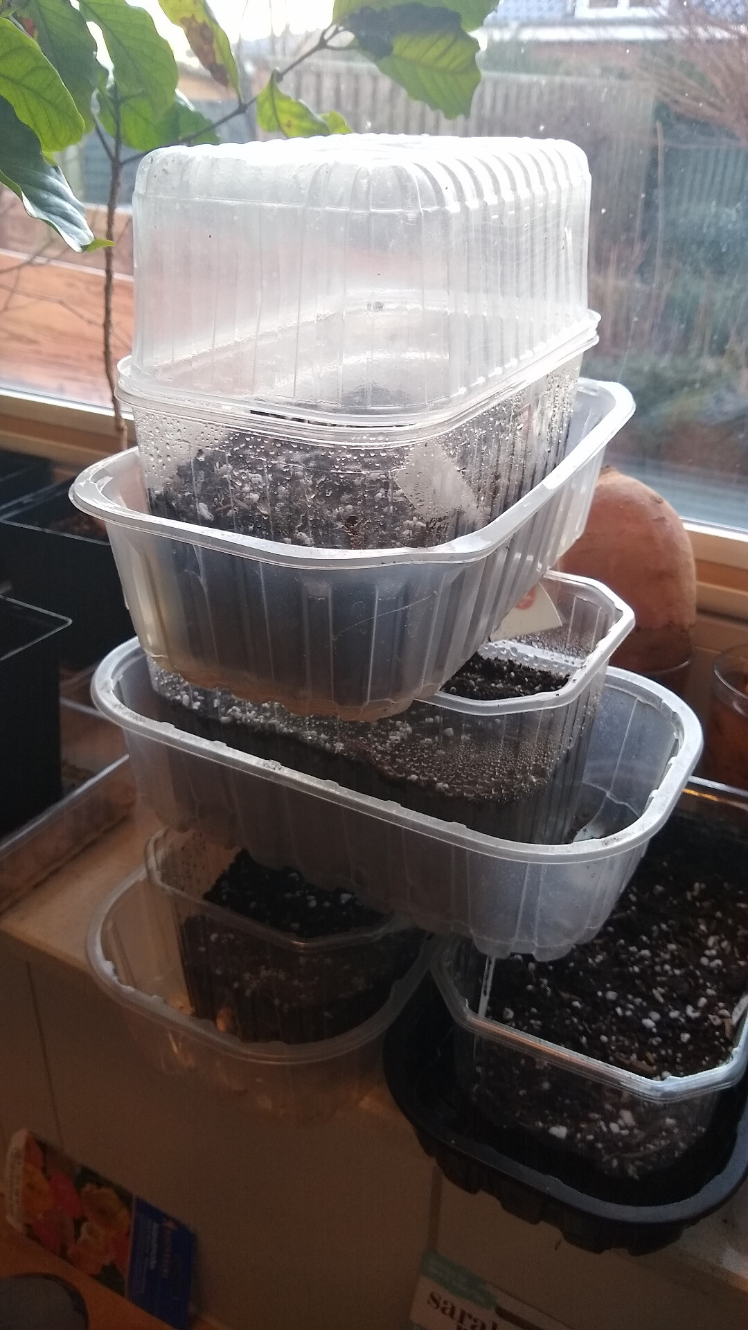 stack of repurposed plastic tray for propagation