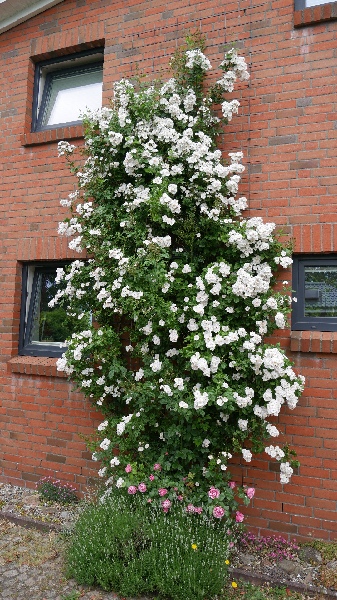 Rambler rose Perennial Blush climbing up a trellis on a brickwall.