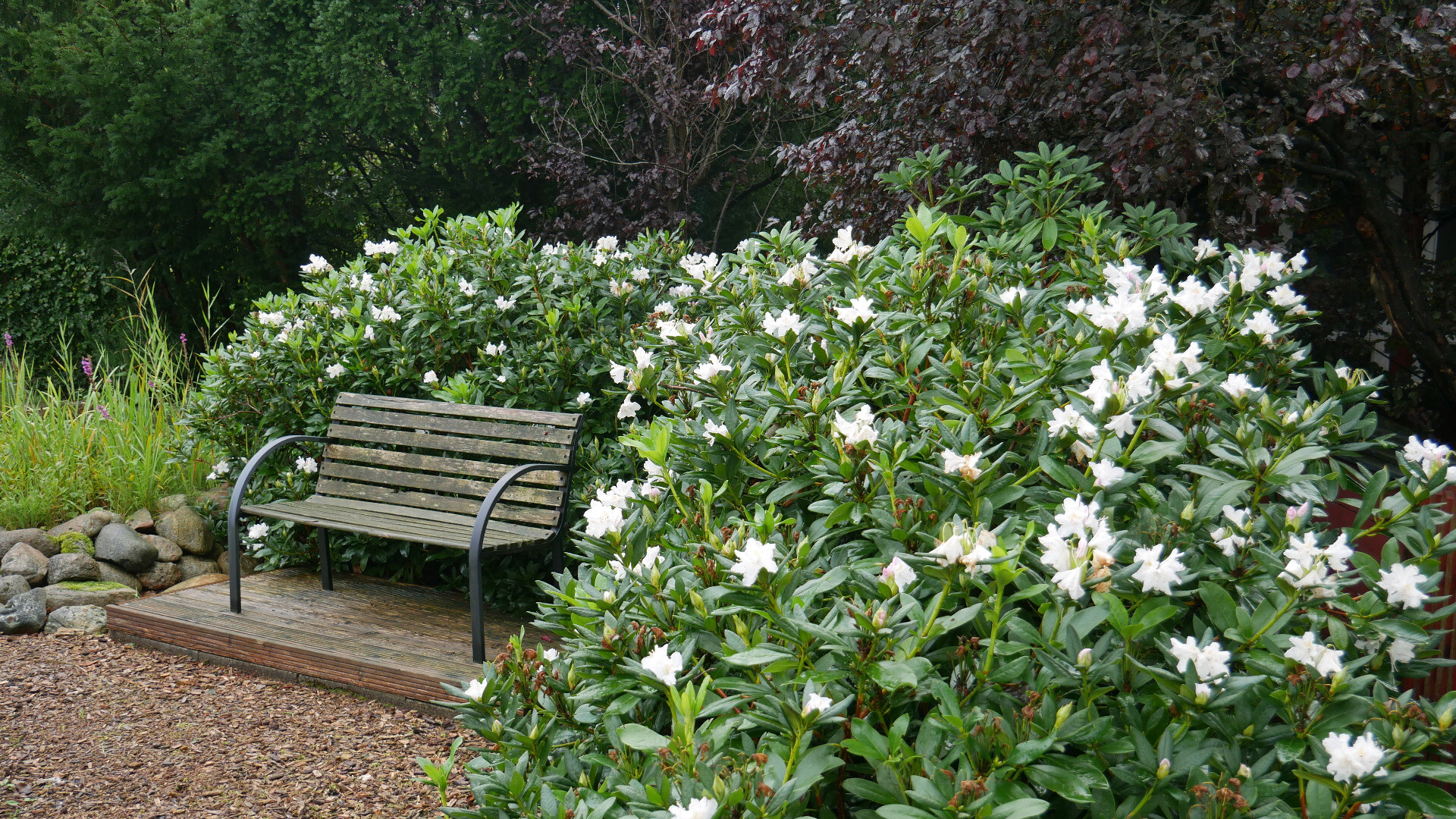 a hedge of flowering rhododendron with a bench