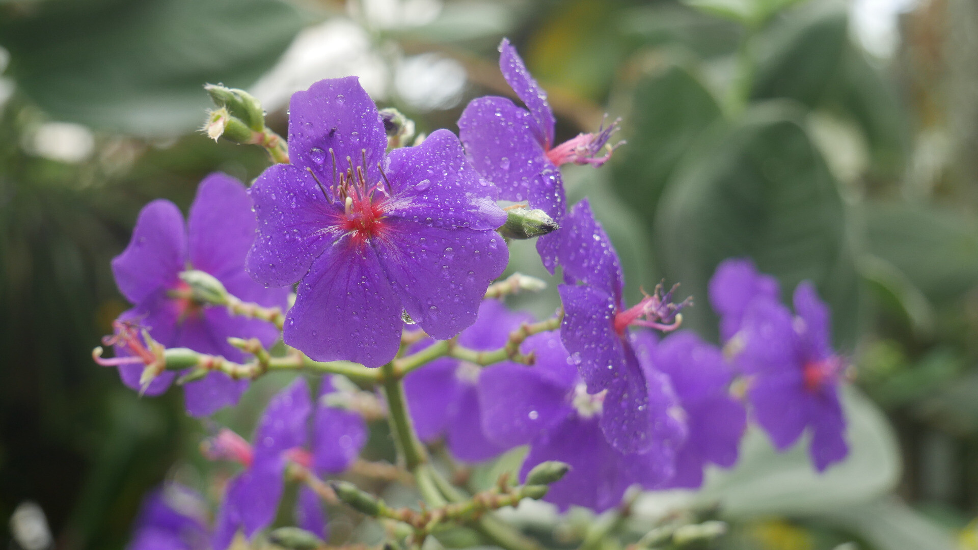 a purple flower covered with raindrops