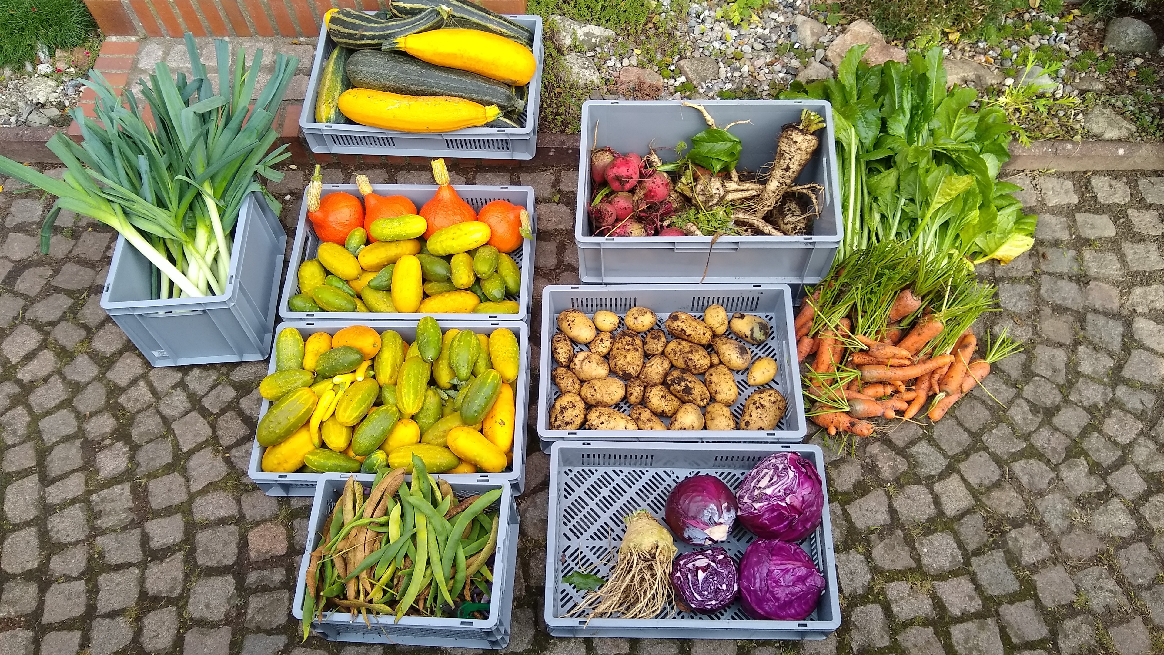 Some of the September 2023 harvest from the market garden.