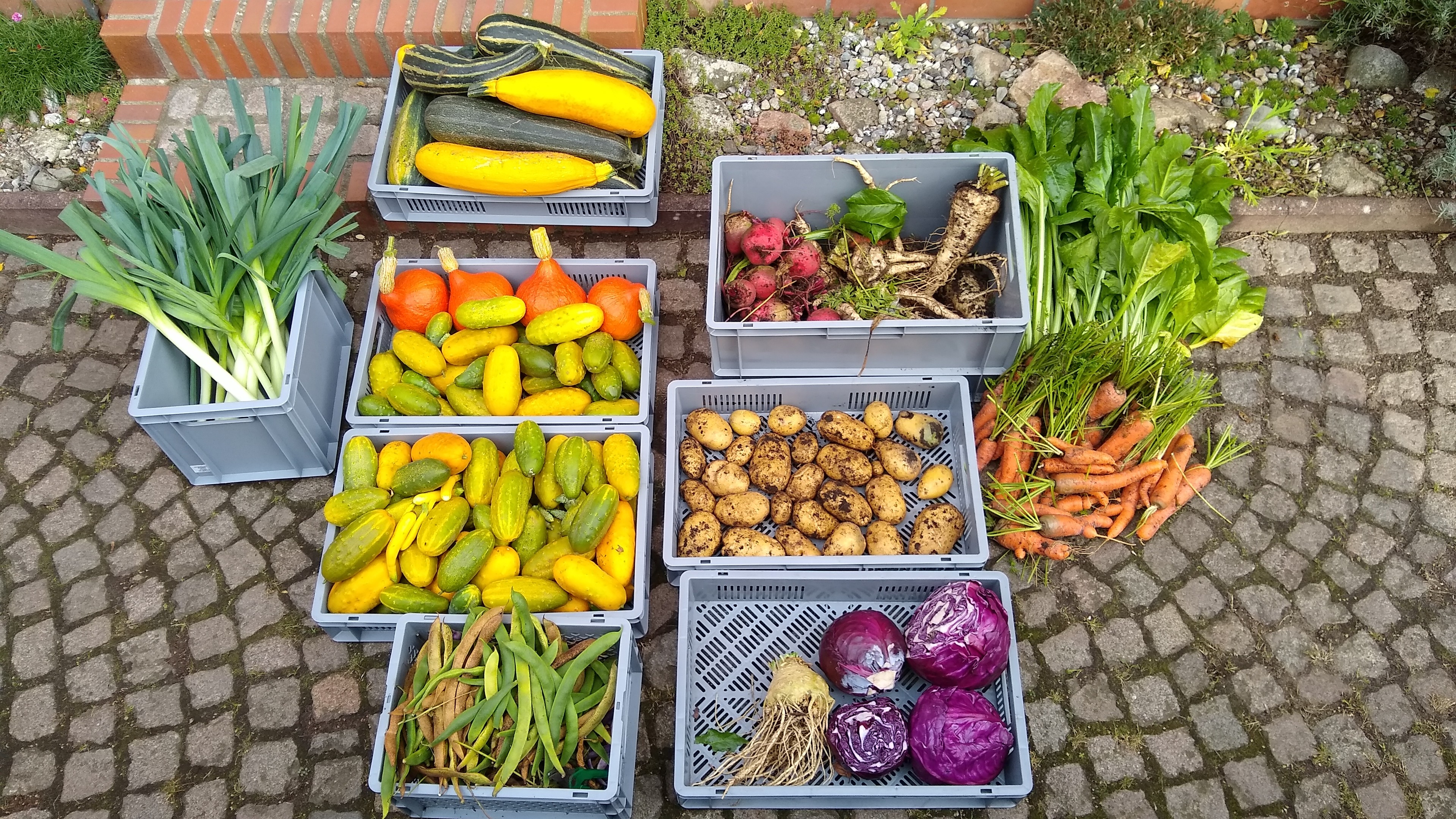 boxes with leeks, pumpkins, marrows, gherkins, potatoes, red cabbage, celeriac, carrots, beans, chard, parsnips, beetroot and golden beets