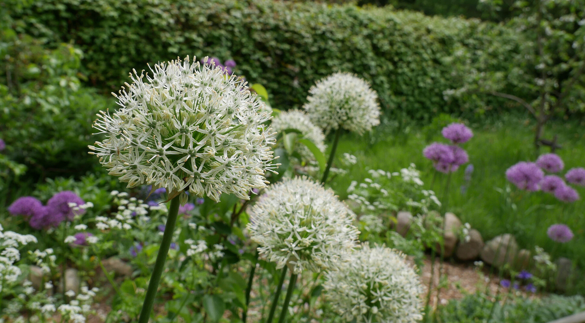 alliums with a green hedge as backdrop