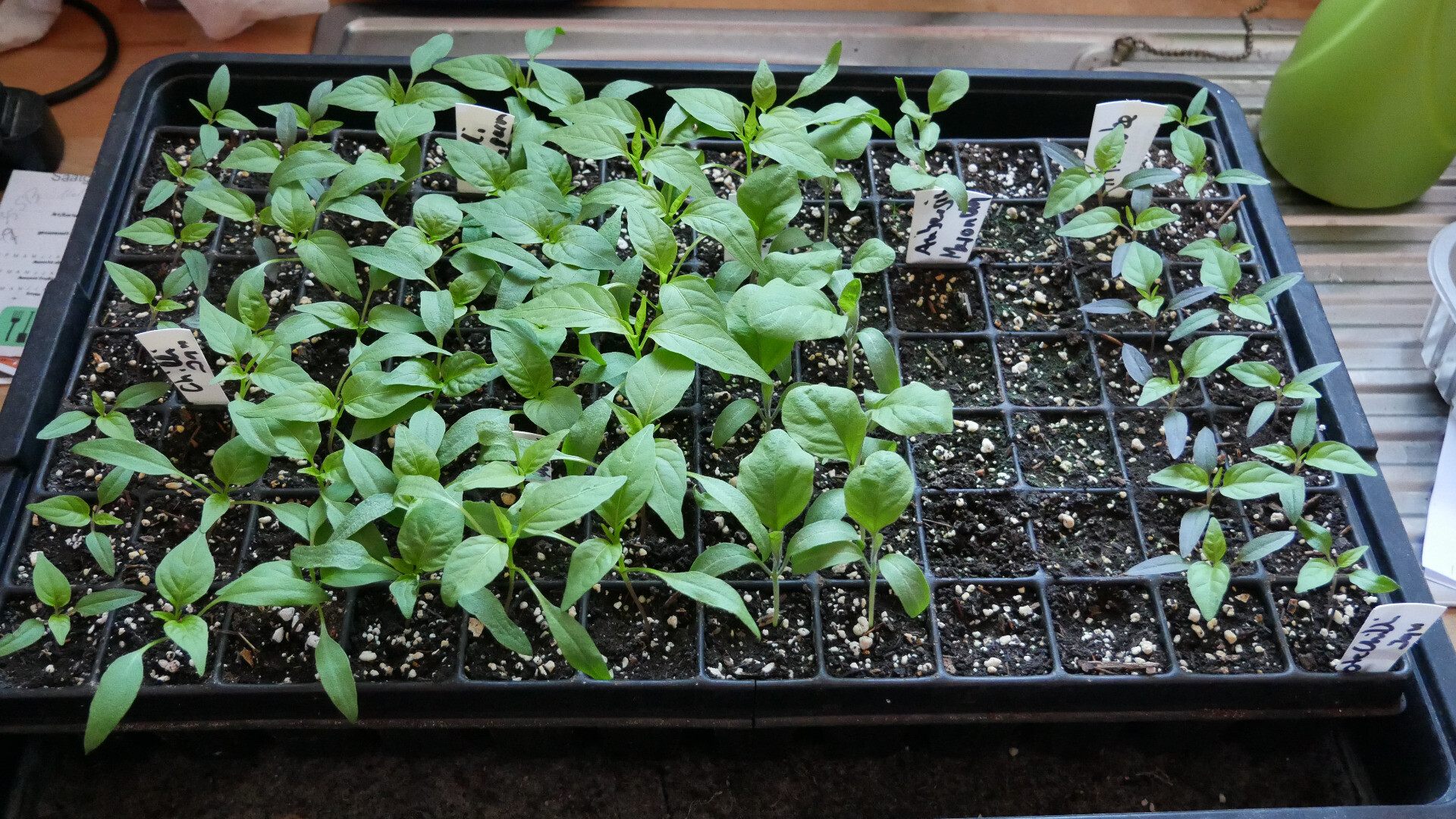 seedlings in a seed tray