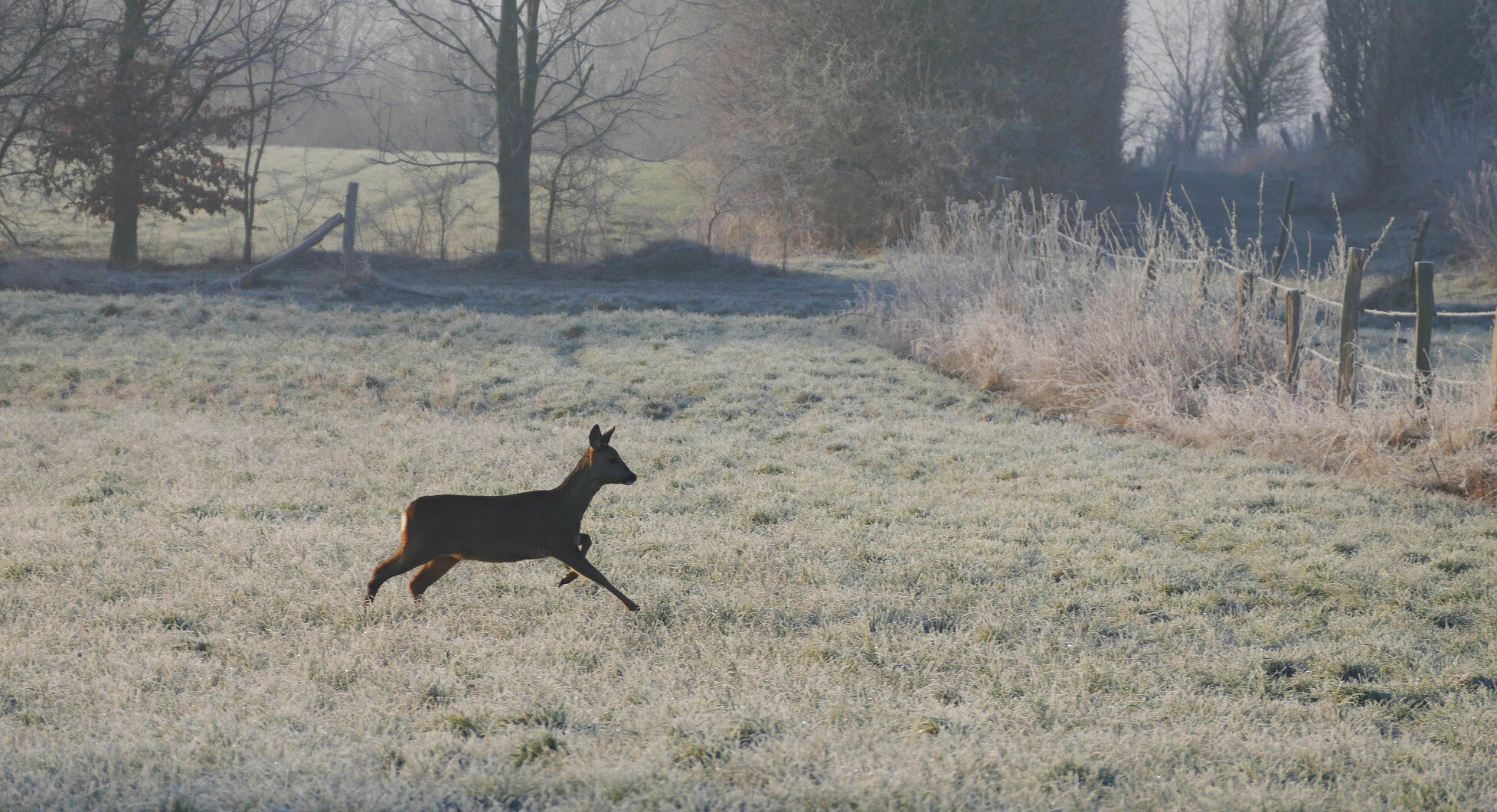 deer on frosty field