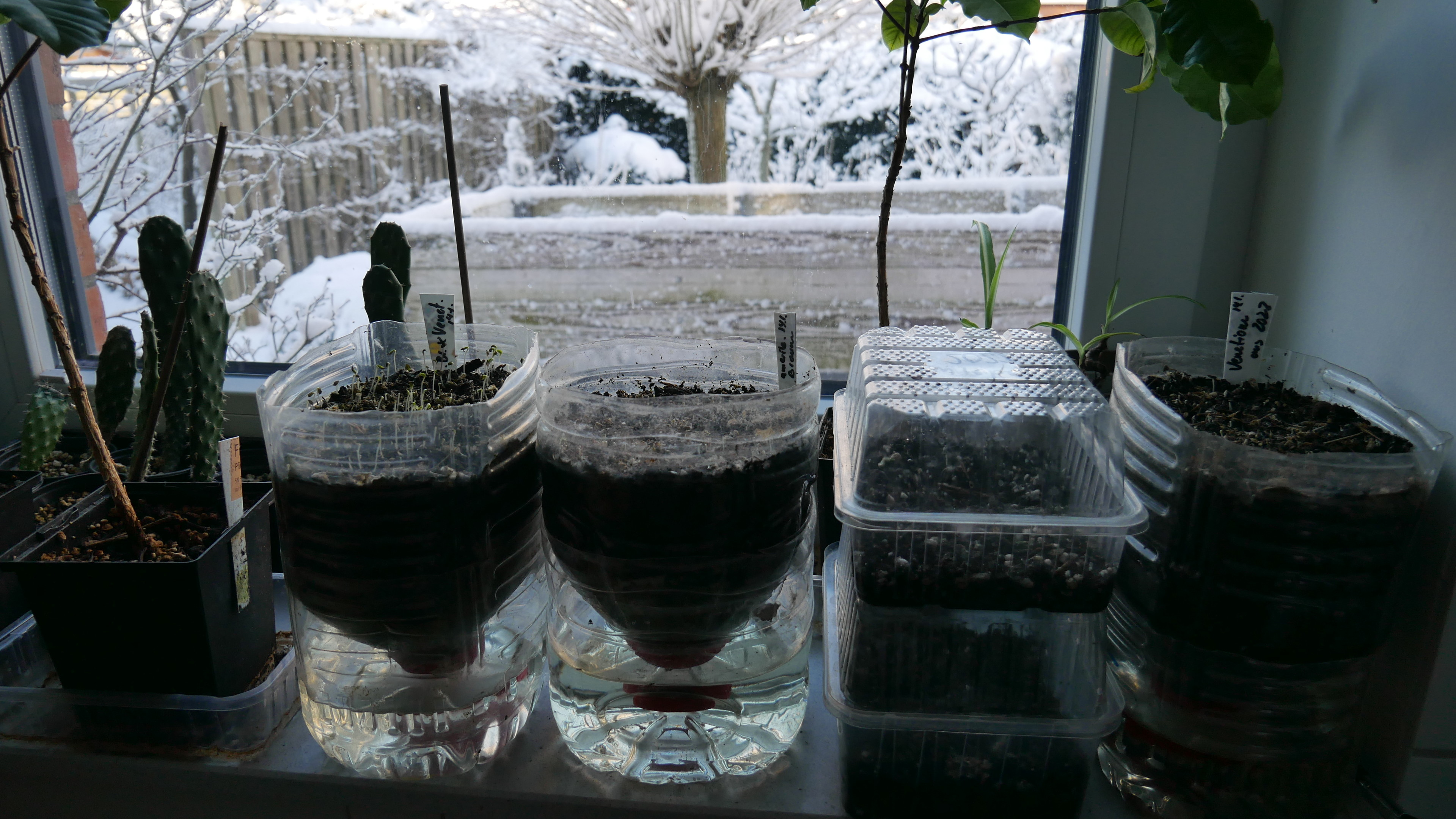 sprouting lettuce on a window sill with garden in snow as a backdrop. The lettuce is in water bottles cut apart and transformed into wicking beds.