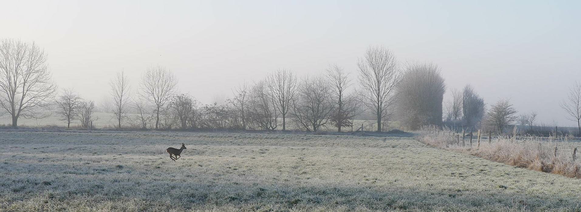 deer on frosty field