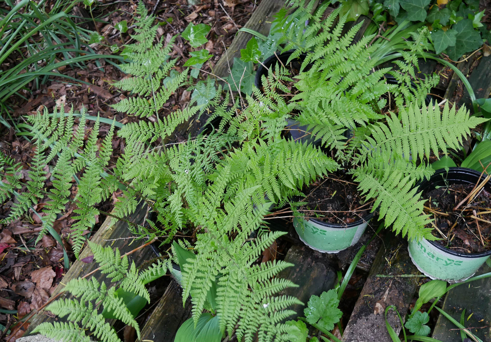 some ferns potted up, standing on a palette