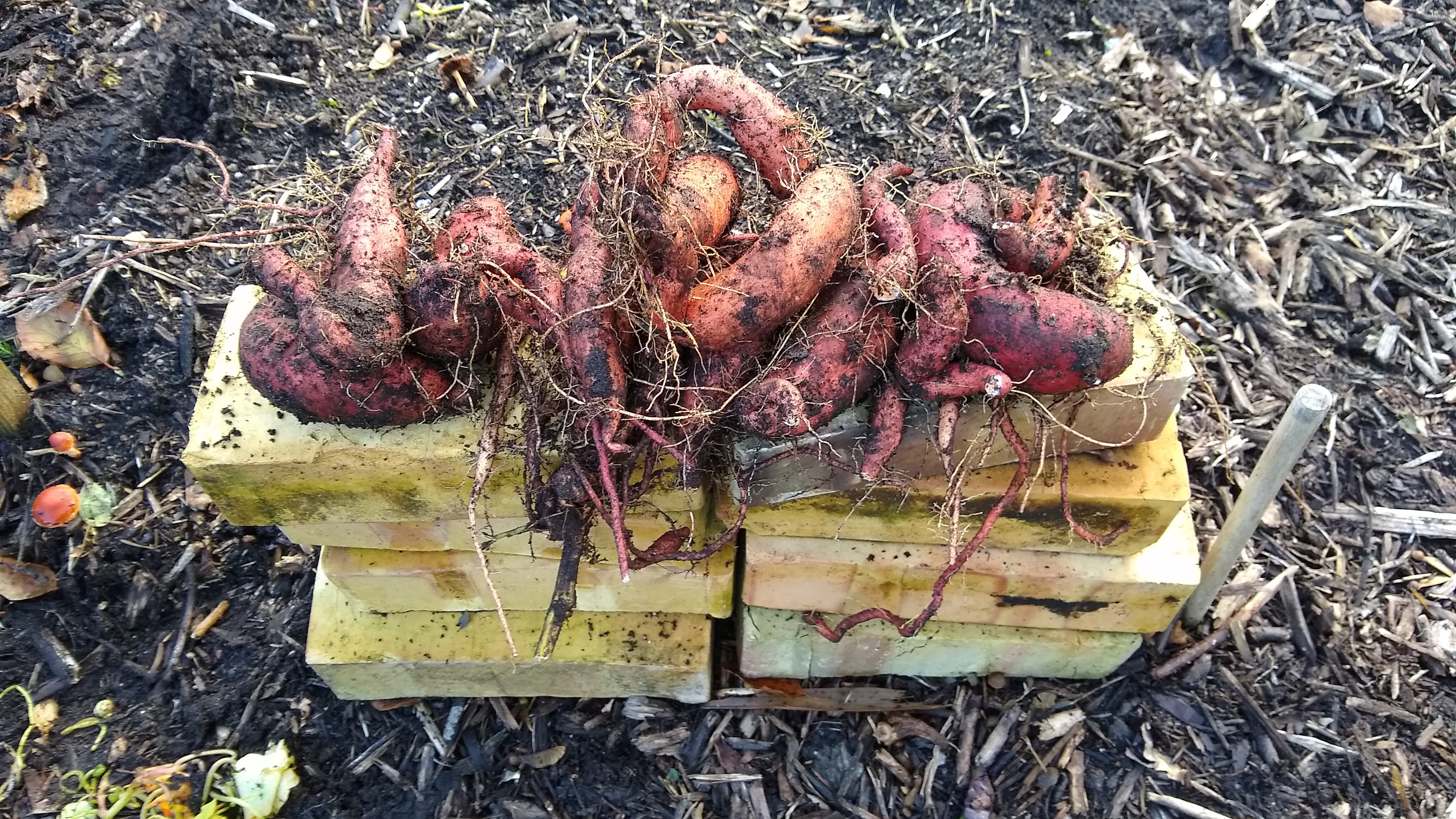 sweat potato tubers on some bricks for scale
