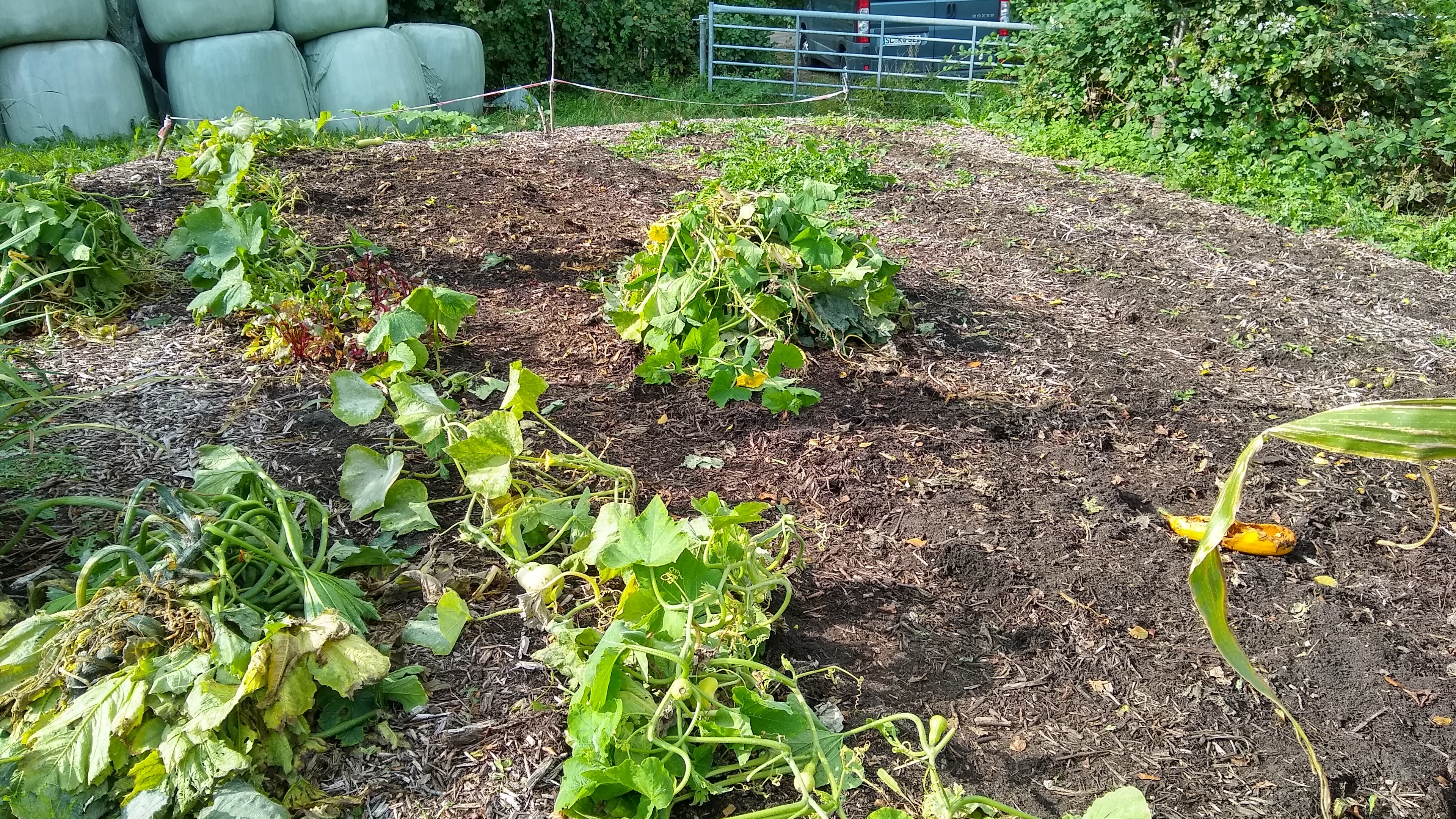 a bed with pumpkin and heaps of old courgette plants

