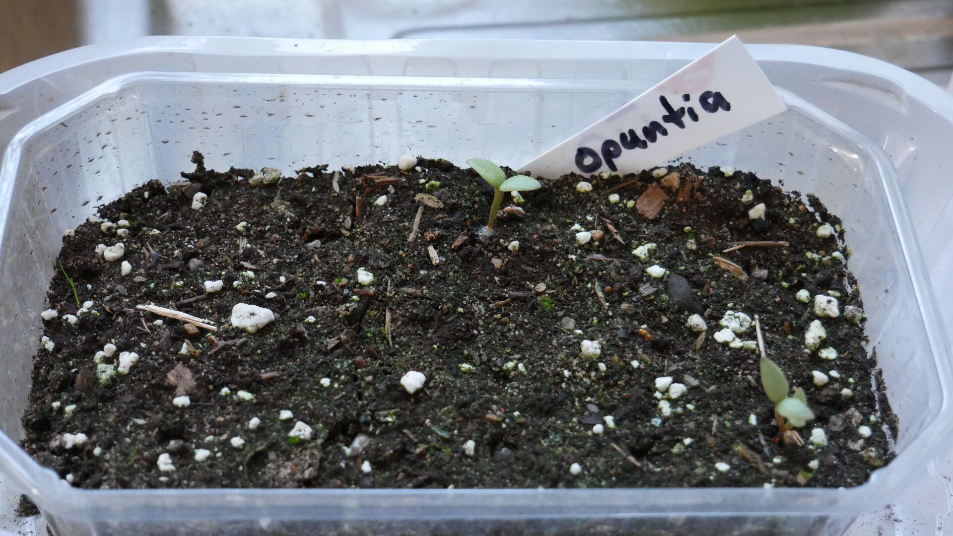 opuntia seedlings