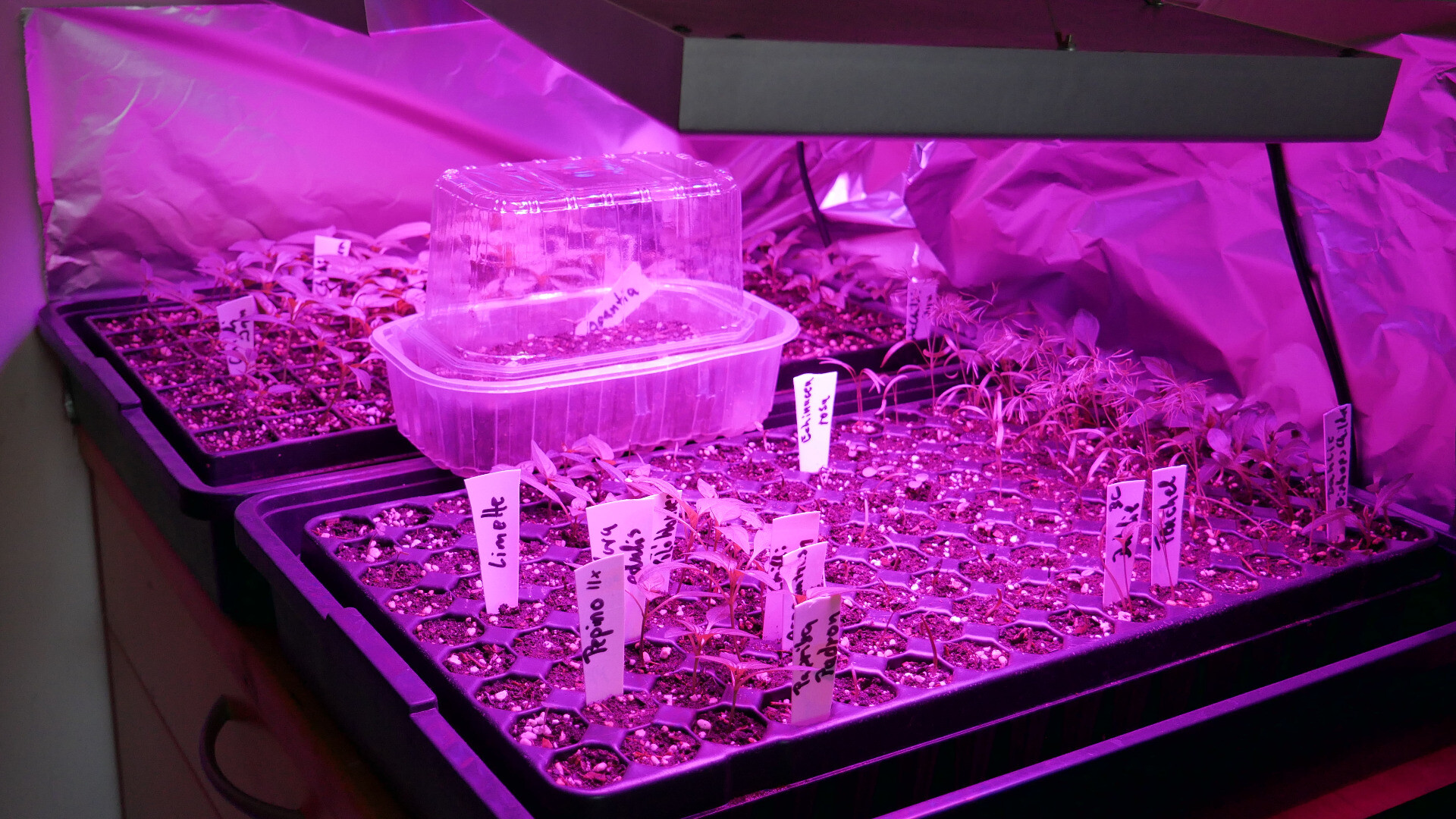 seedlings in seed trays under LED grow lights